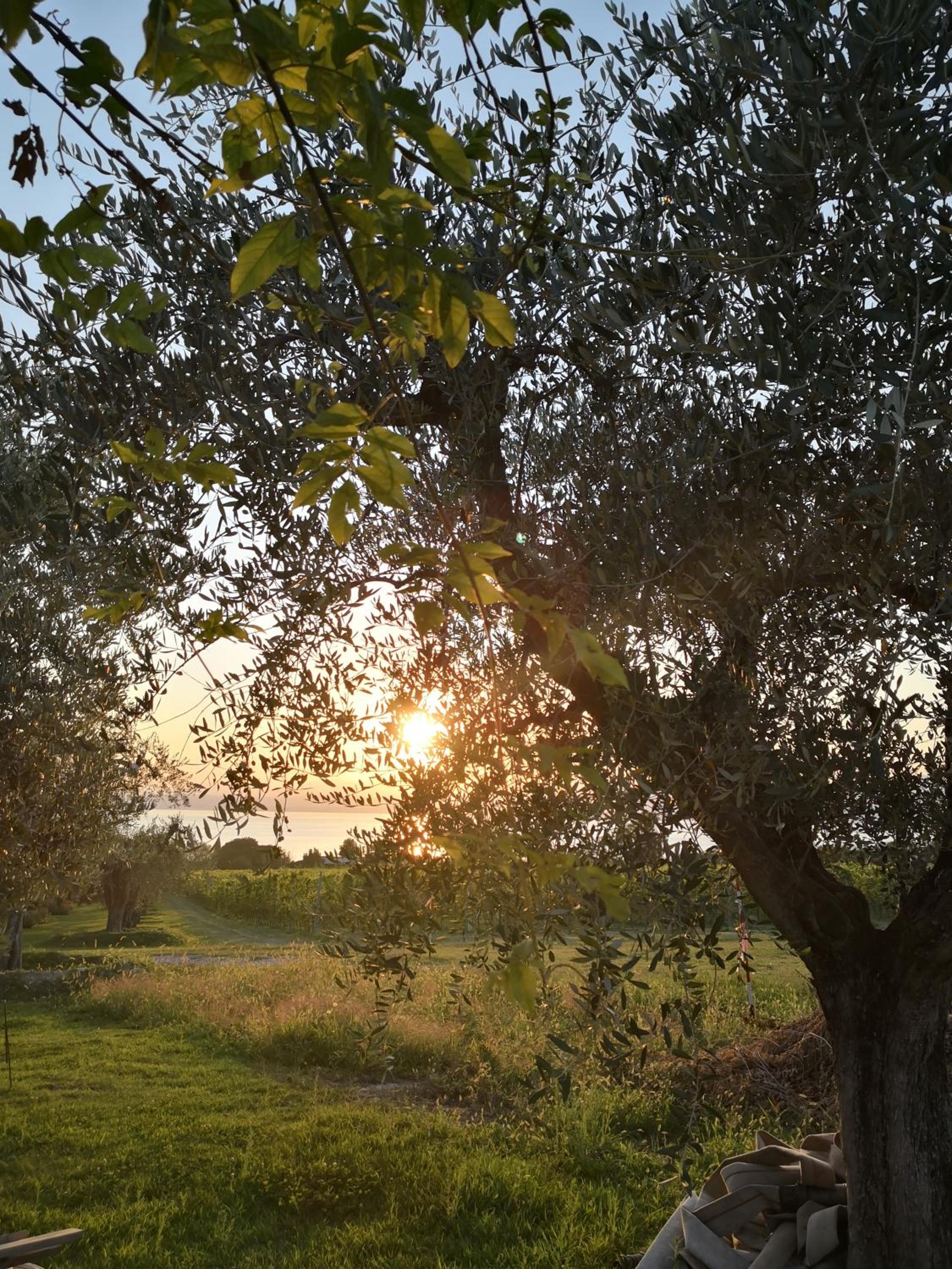Appartamenti Bellini