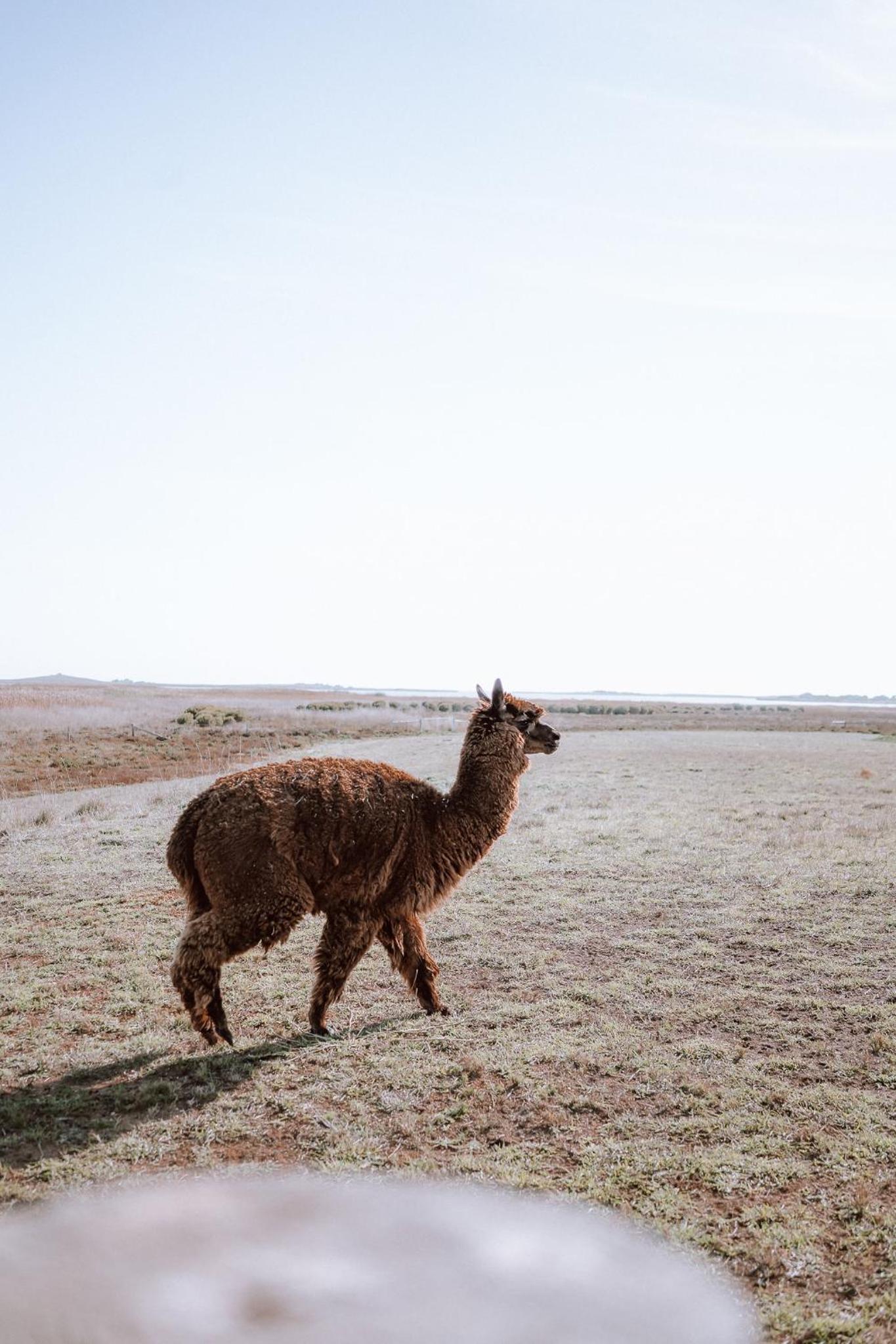 Coorong Island Retreat - Farm Stay at Pet Friendly Property