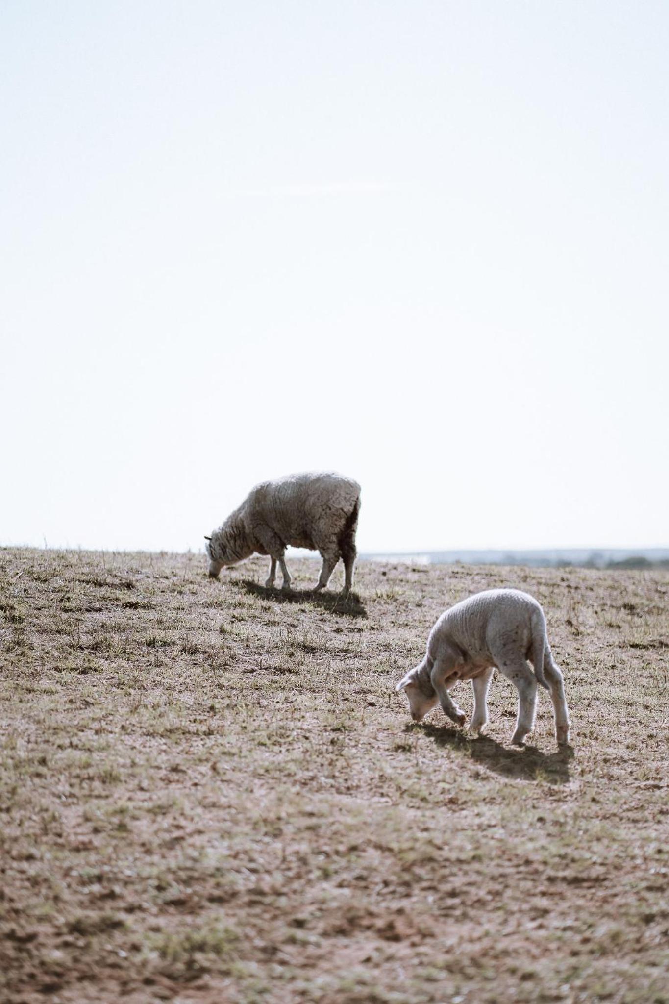Coorong Island Retreat - Farm Stay at Pet Friendly Property