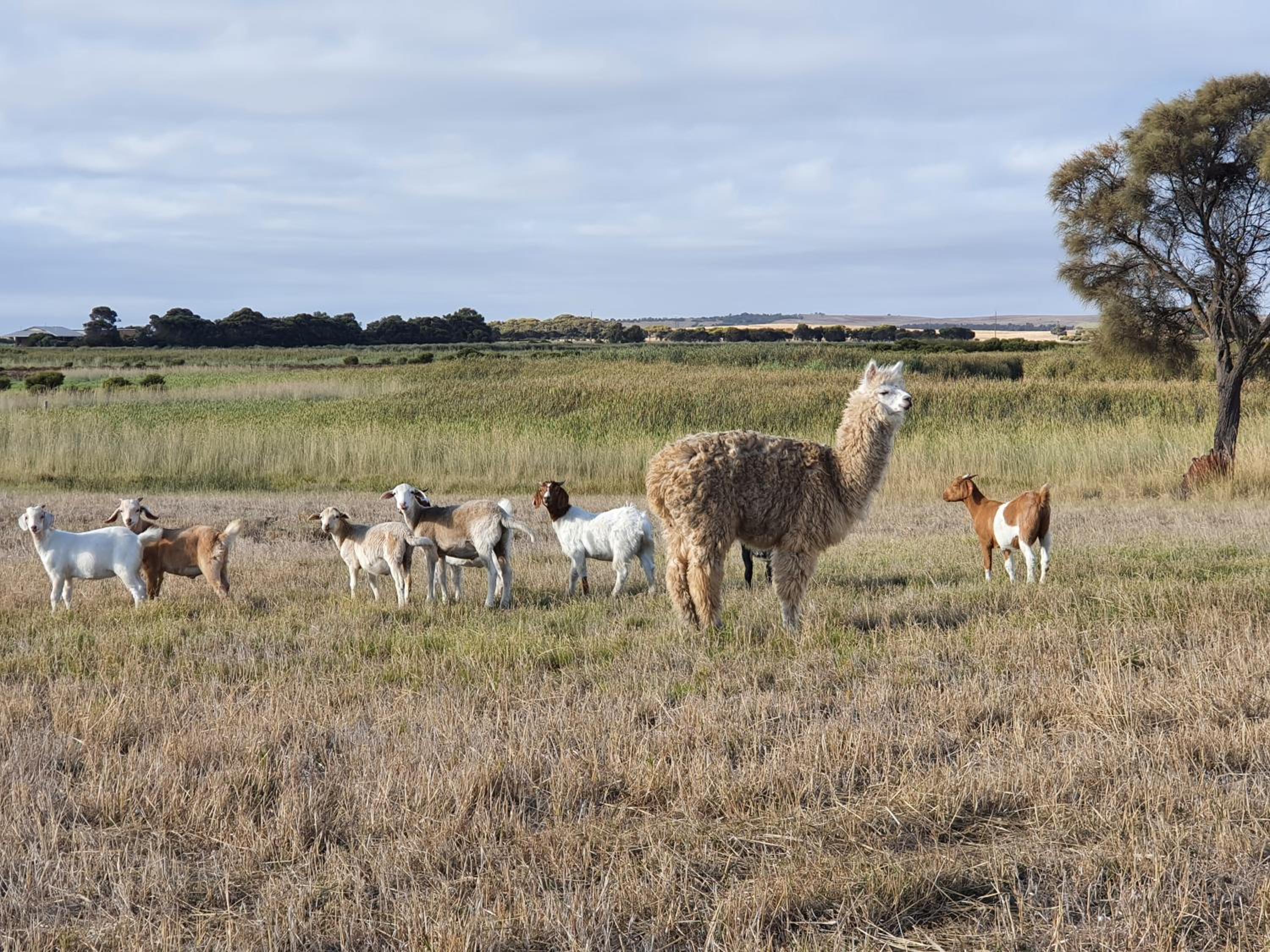 Coorong Island Retreat - Farm Stay at Pet Friendly Property