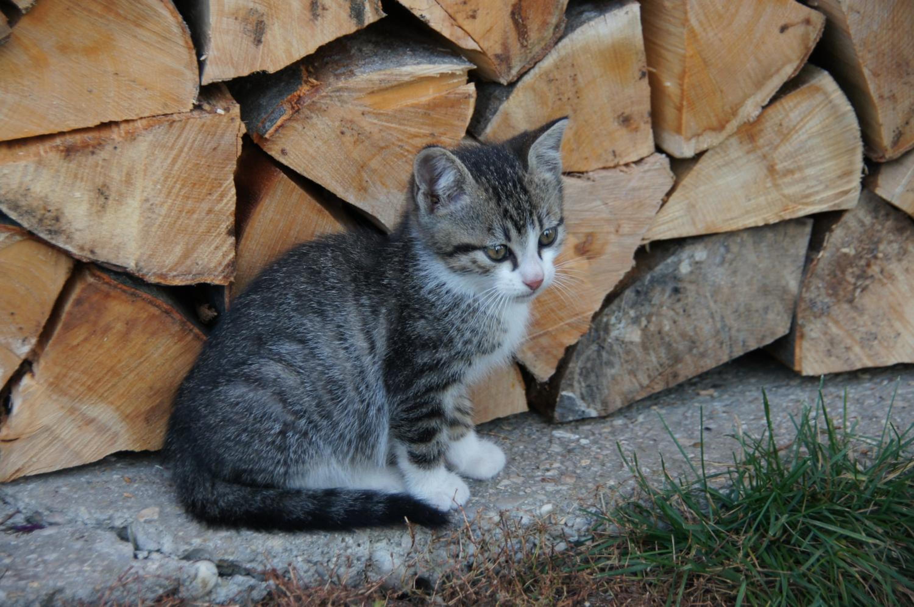 Photo 45