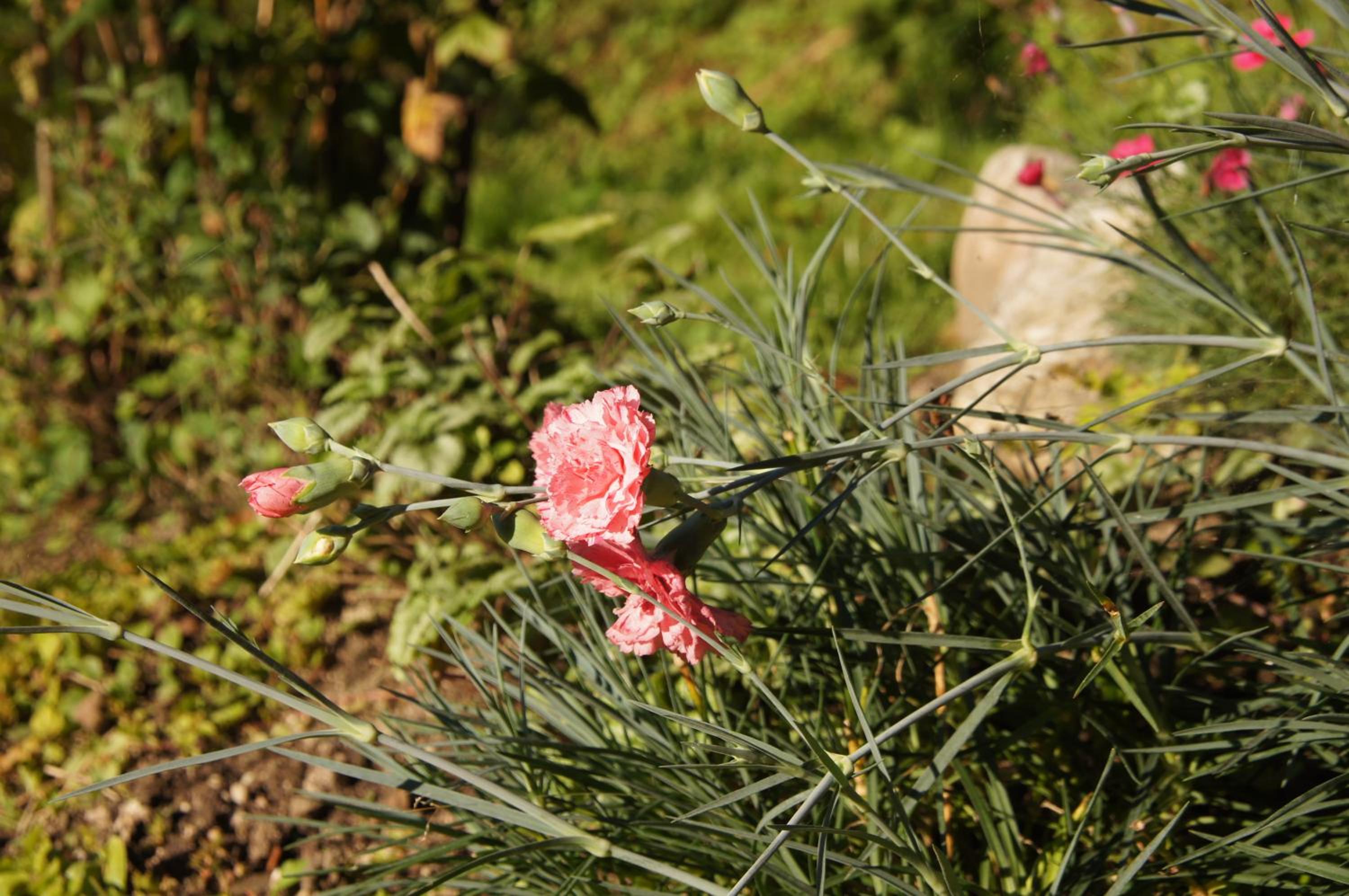 Photo 44