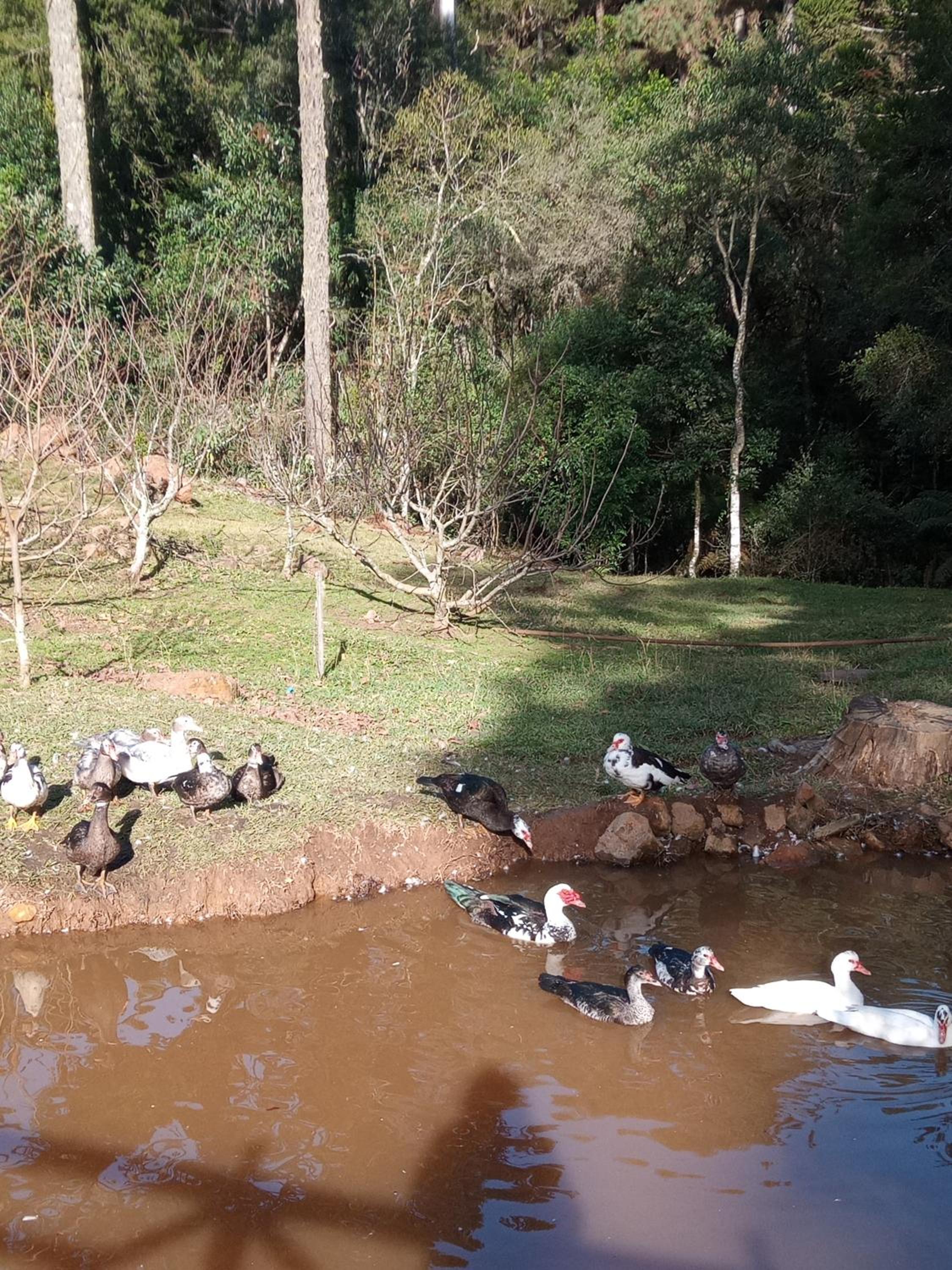 Magia das Hortênsias - Natureza, Hidromassagem e Muita Tranquilidade!