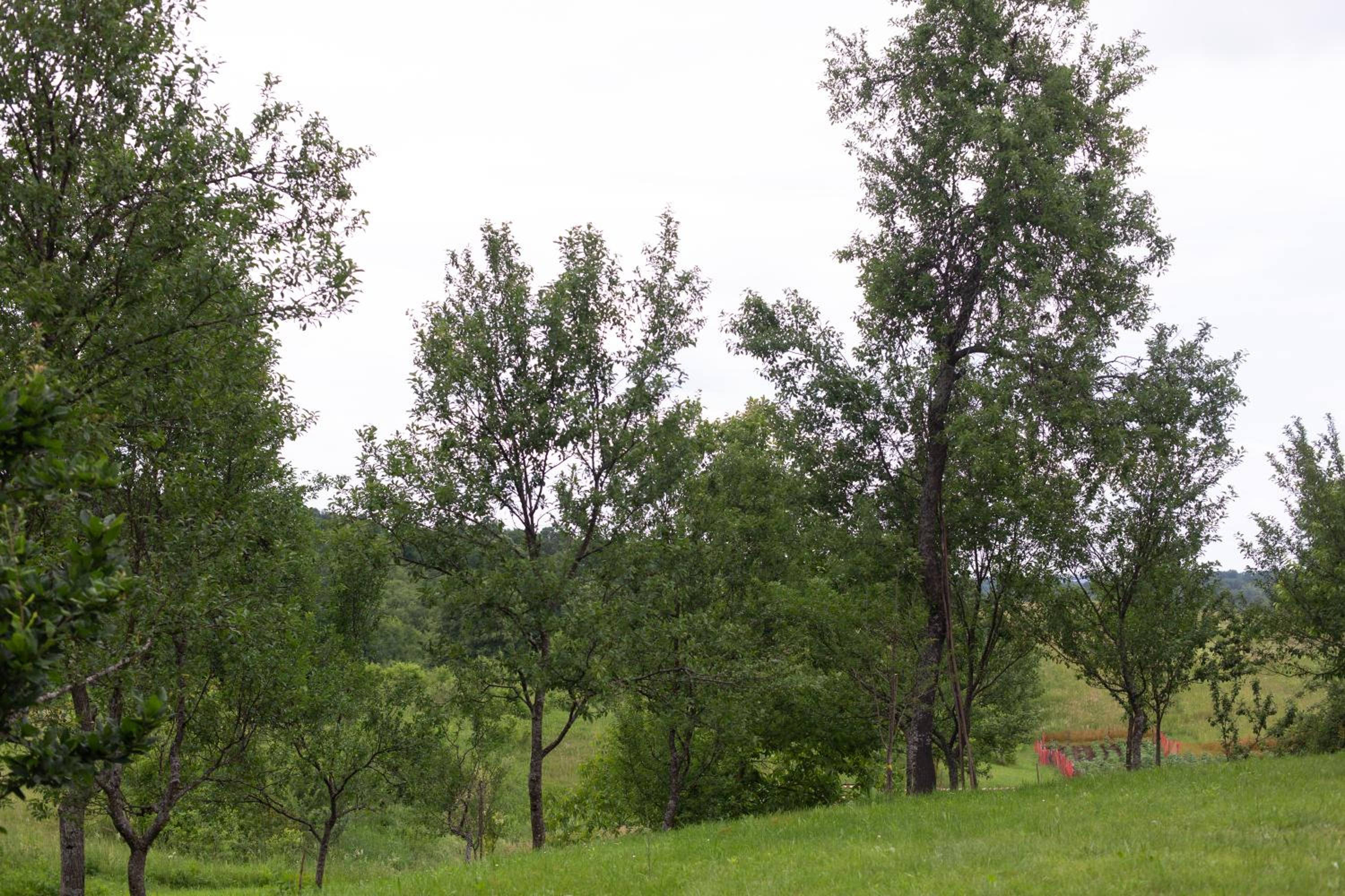 Photo 48
