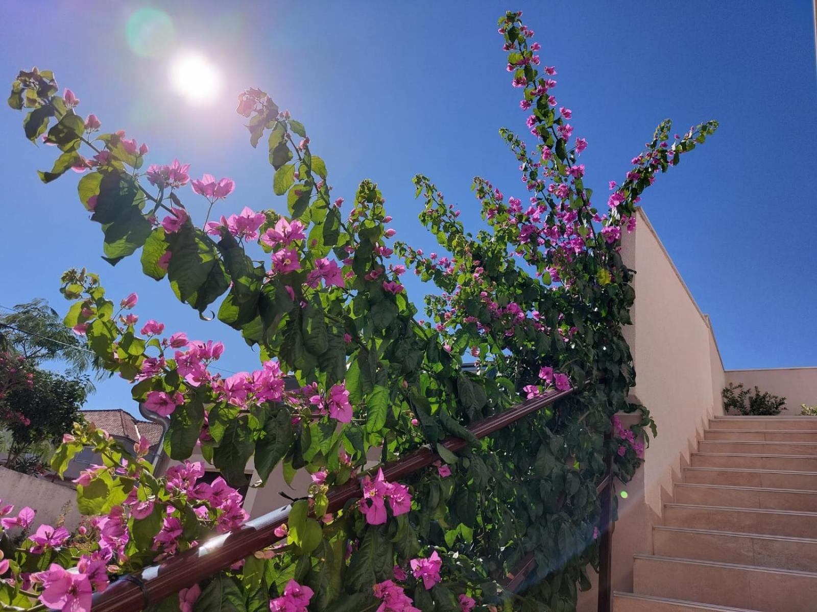 Apartments Lavanda - free parking and grill view 2