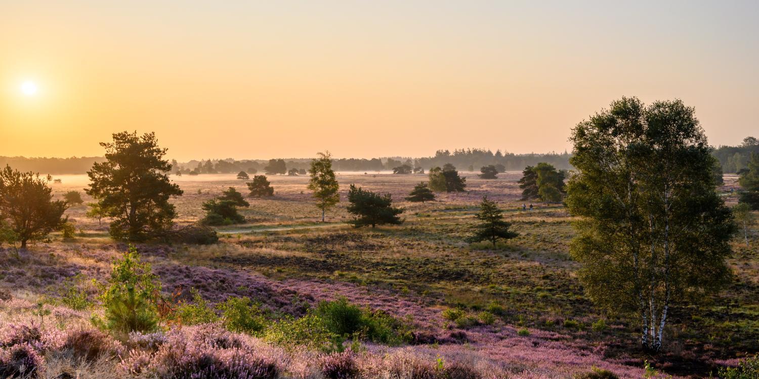 Herberg de Zwaan Elspeet
