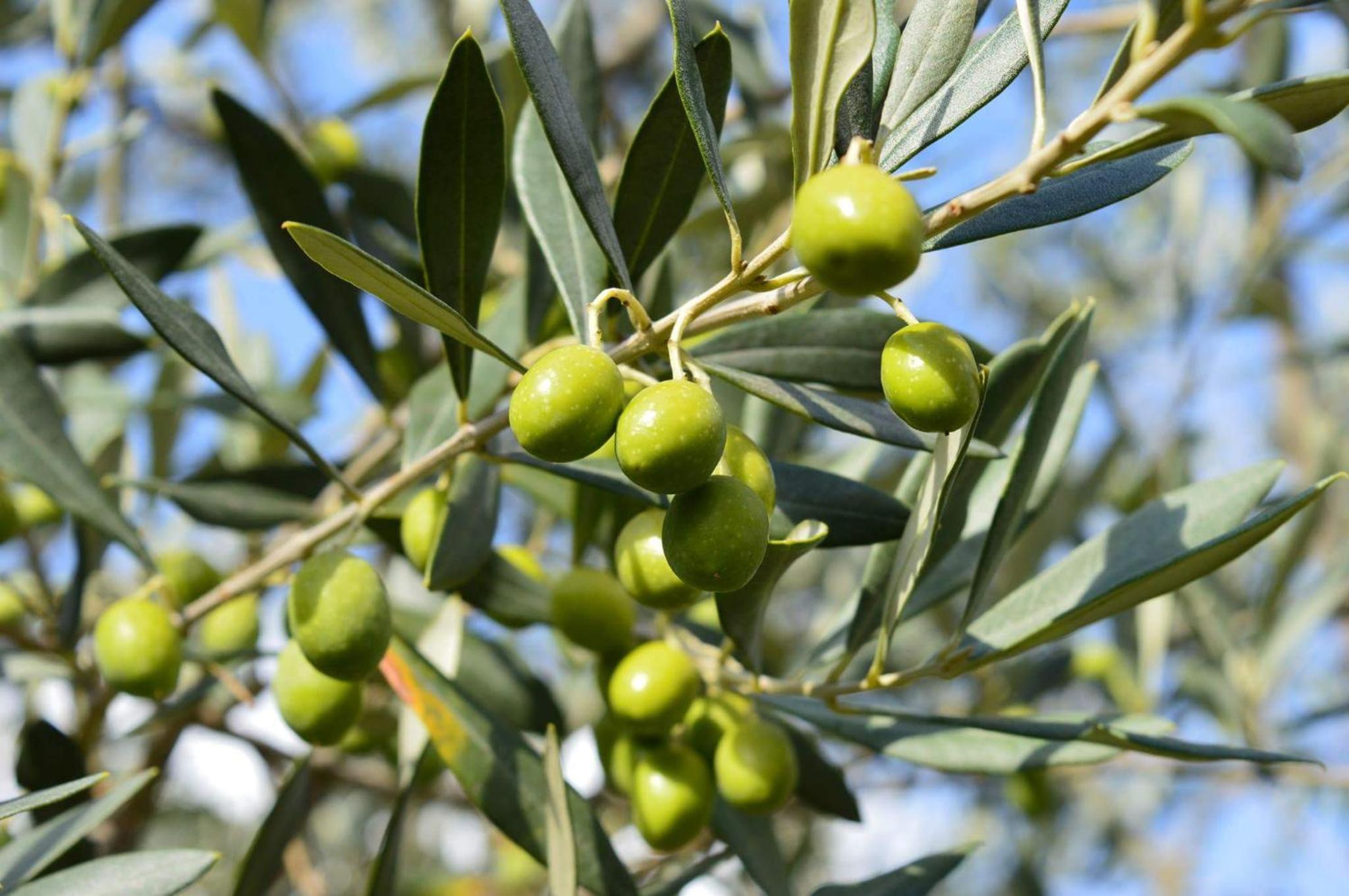 Photo 40