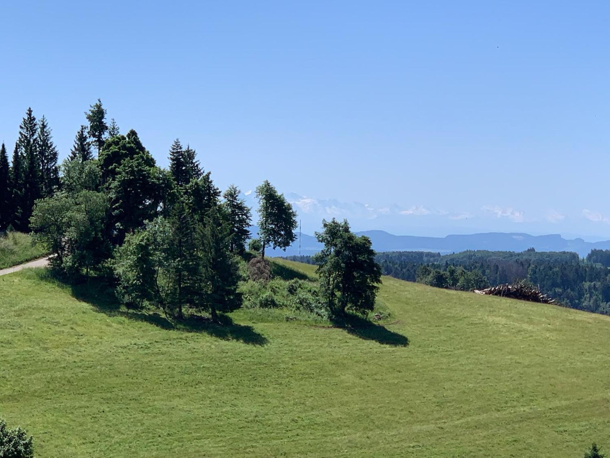 Blackforest Homestay Apartments