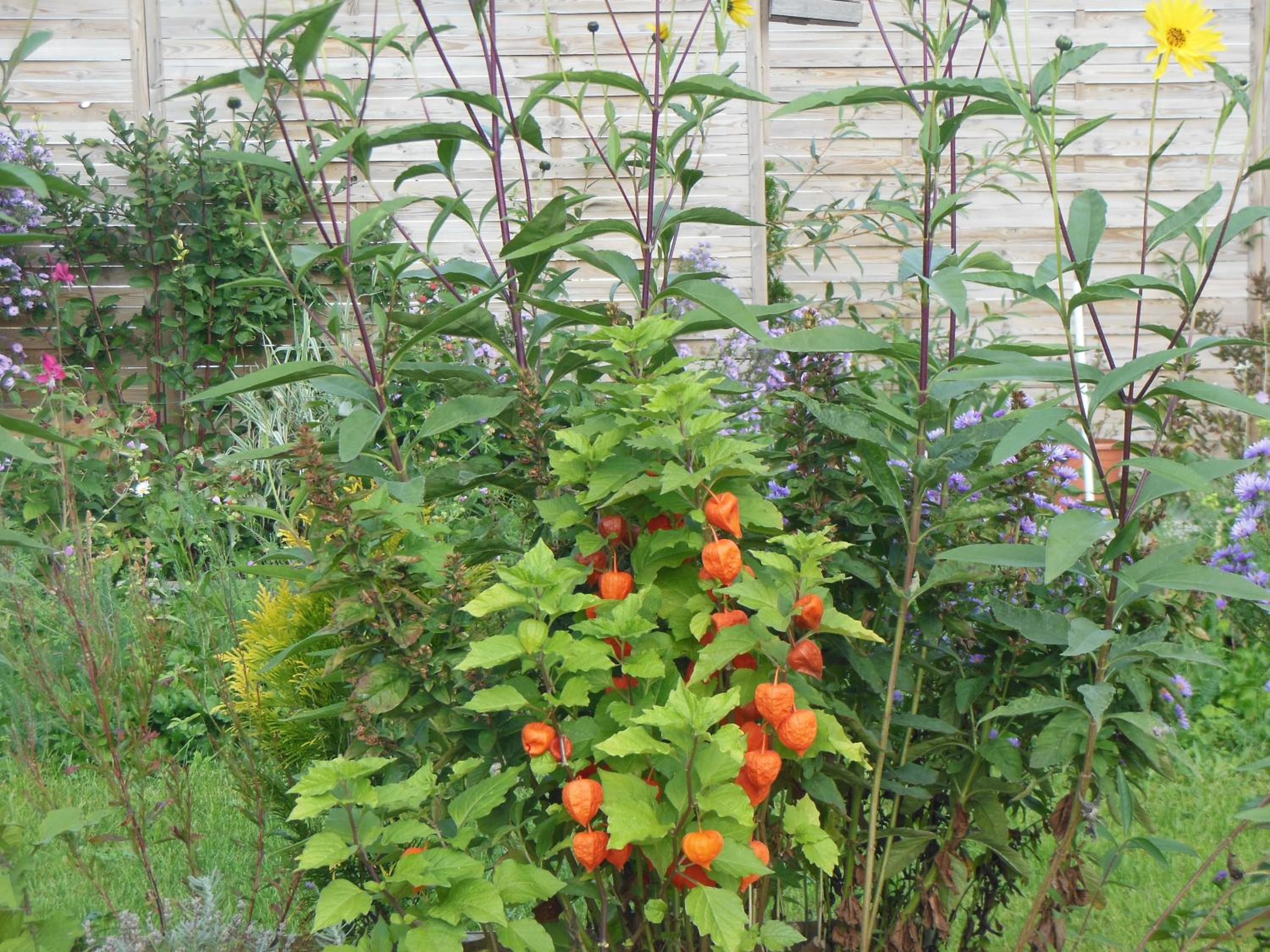 garden