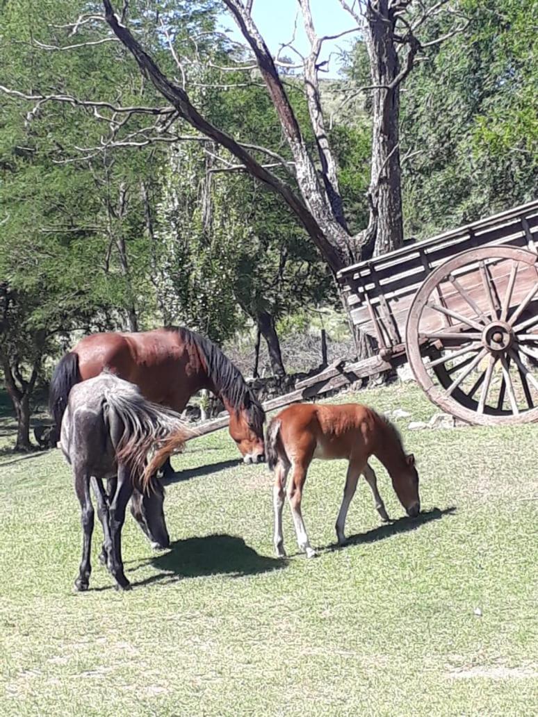 Cabaña de Campo - Valle de Calamuchita - Sierras de Córdoba