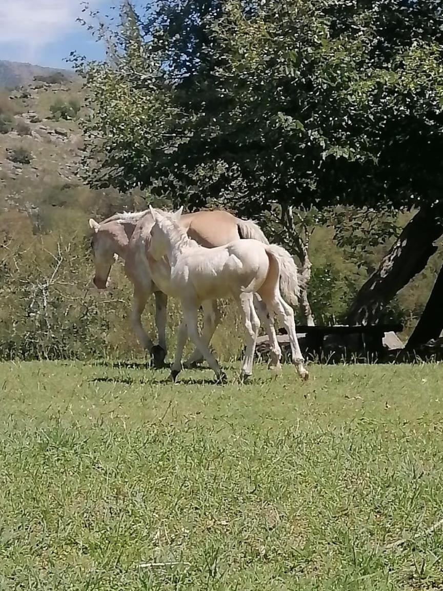 Cabaña de Campo - Valle de Calamuchita - Sierras de Córdoba