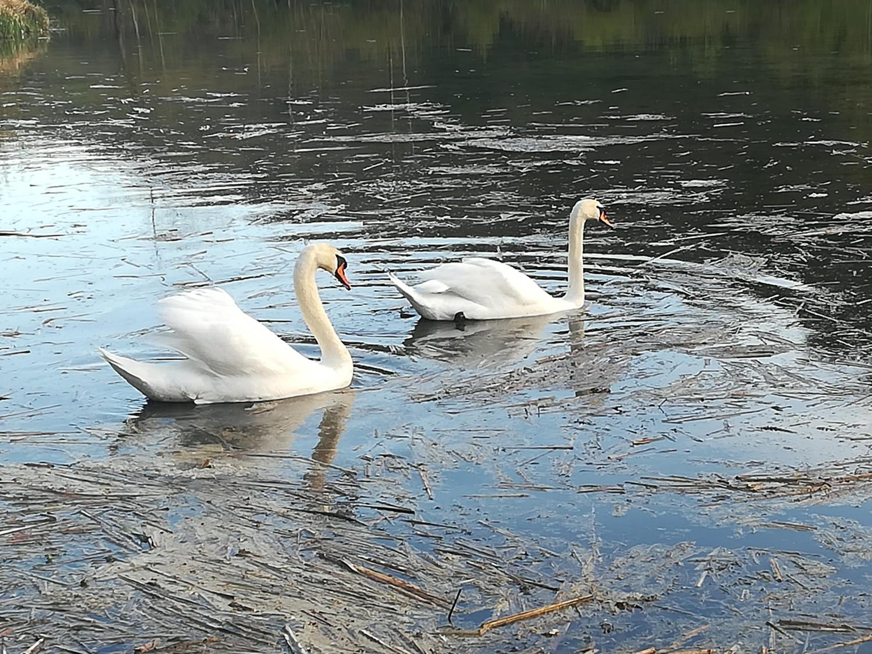 PROPRIETE BORDEE D'ETANGS, PROPICE A LA DETENTE