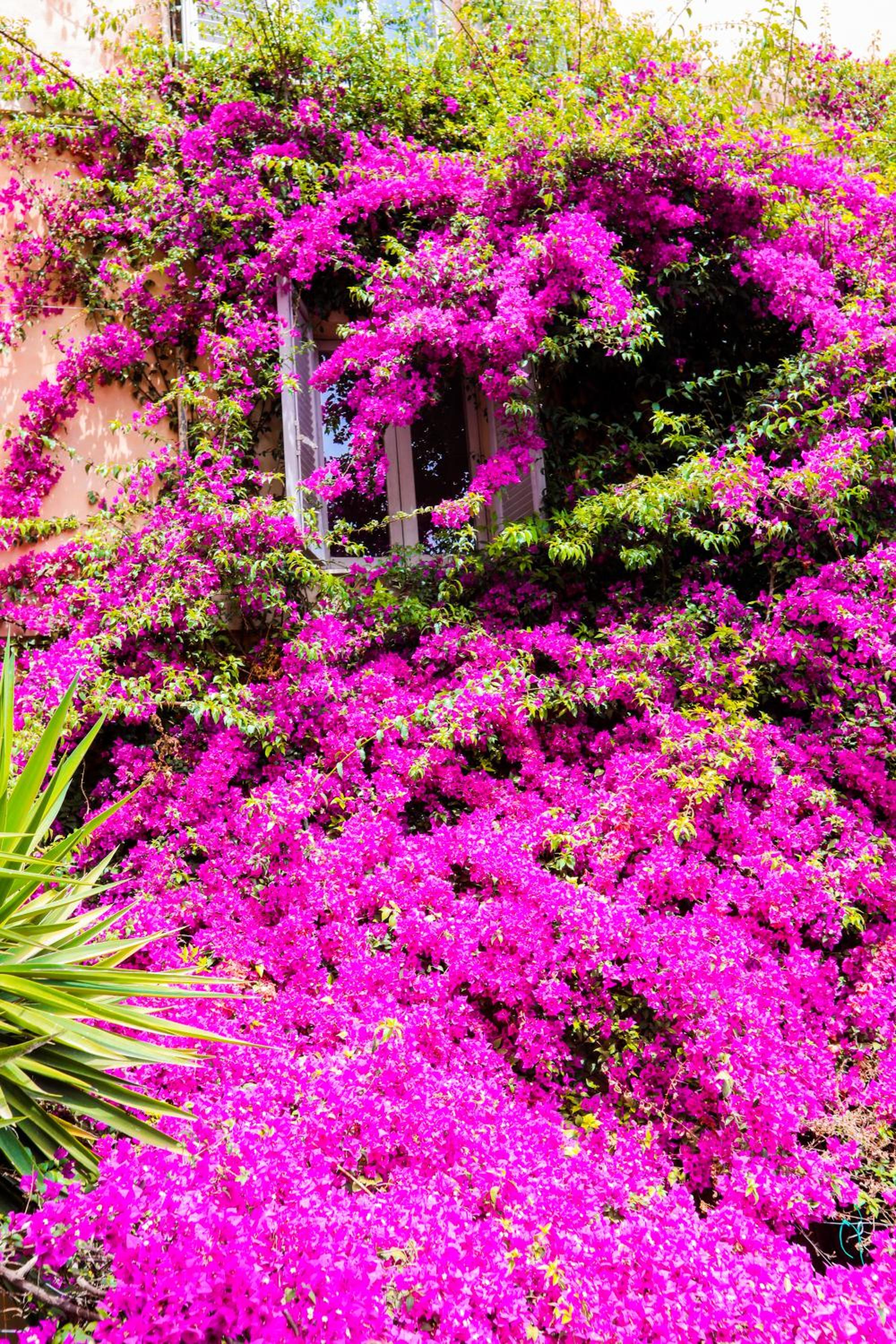 Orti 27 Garden Rome - Trastevere