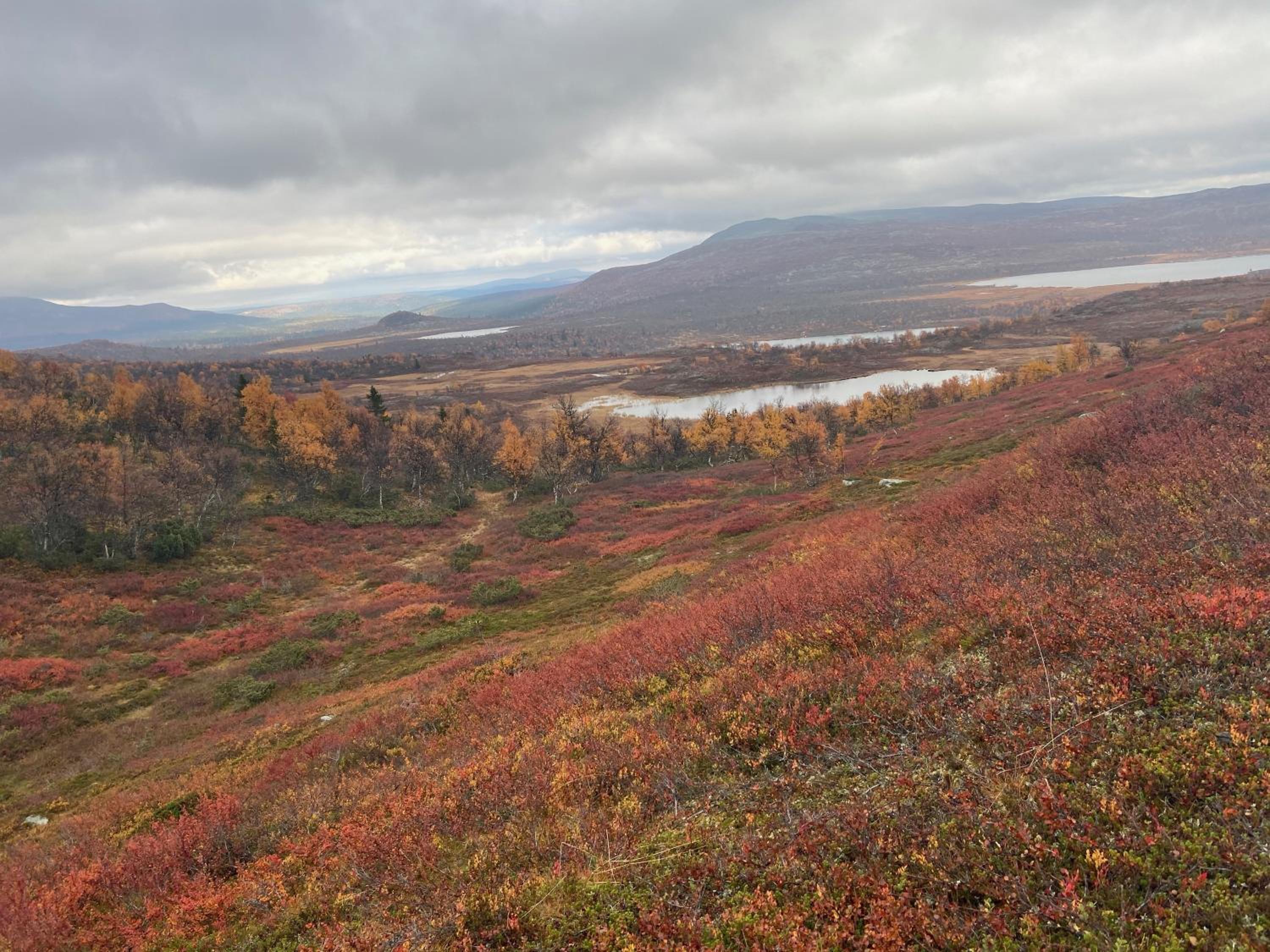 Fjällhus i Funäsdalen