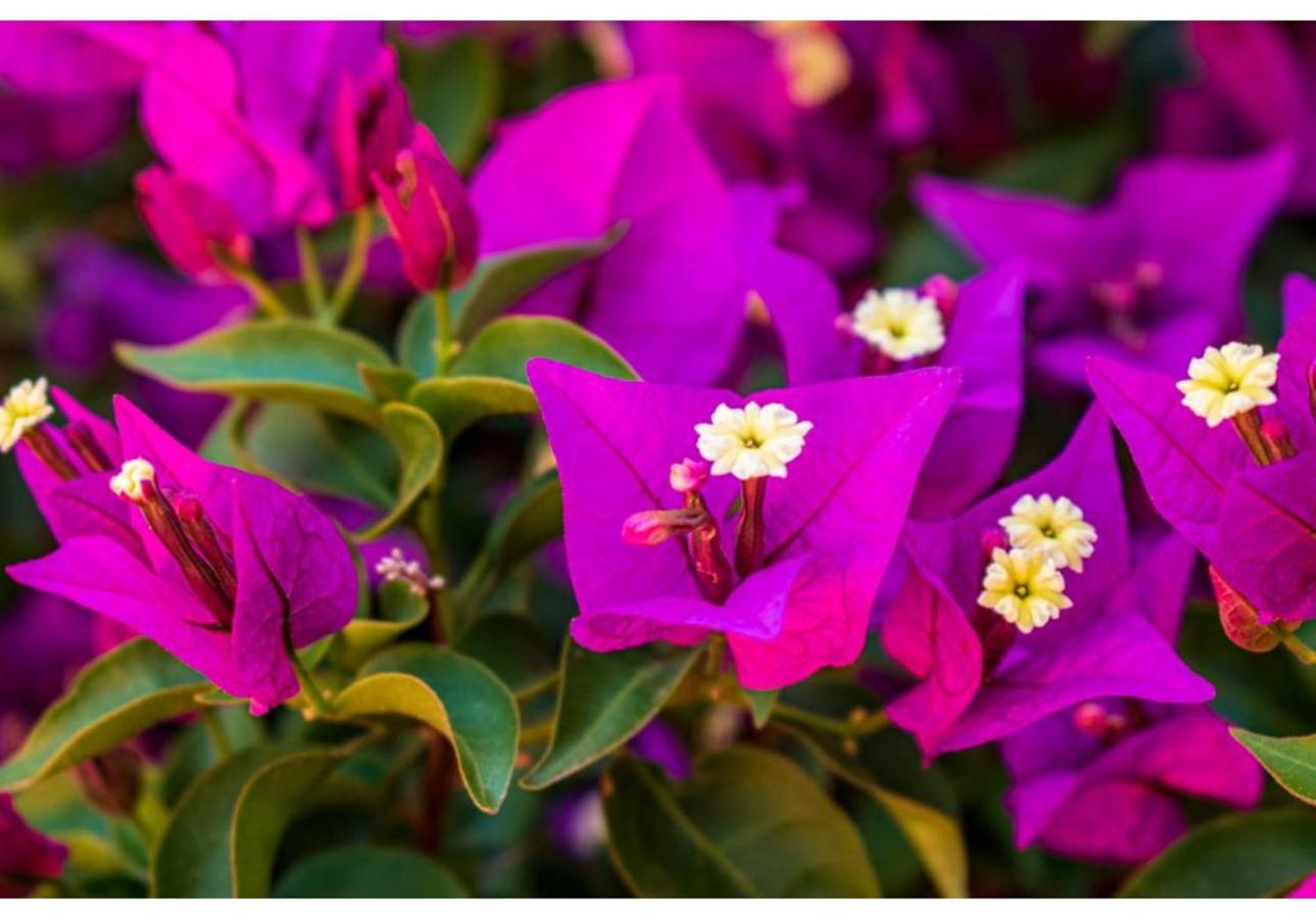 Dammuso bougainville