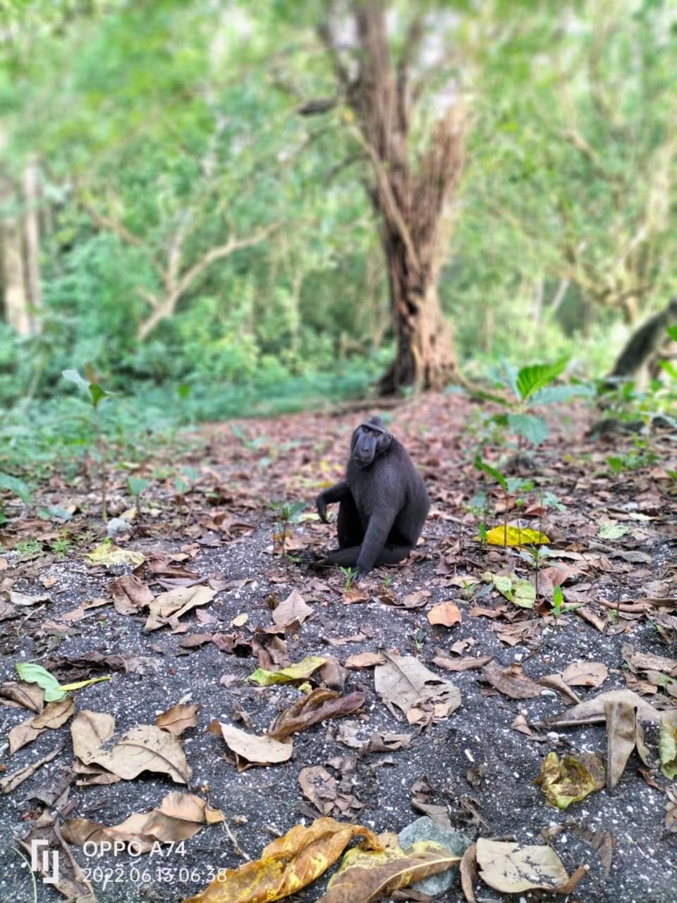 Tangkoko Sanctuary Villa