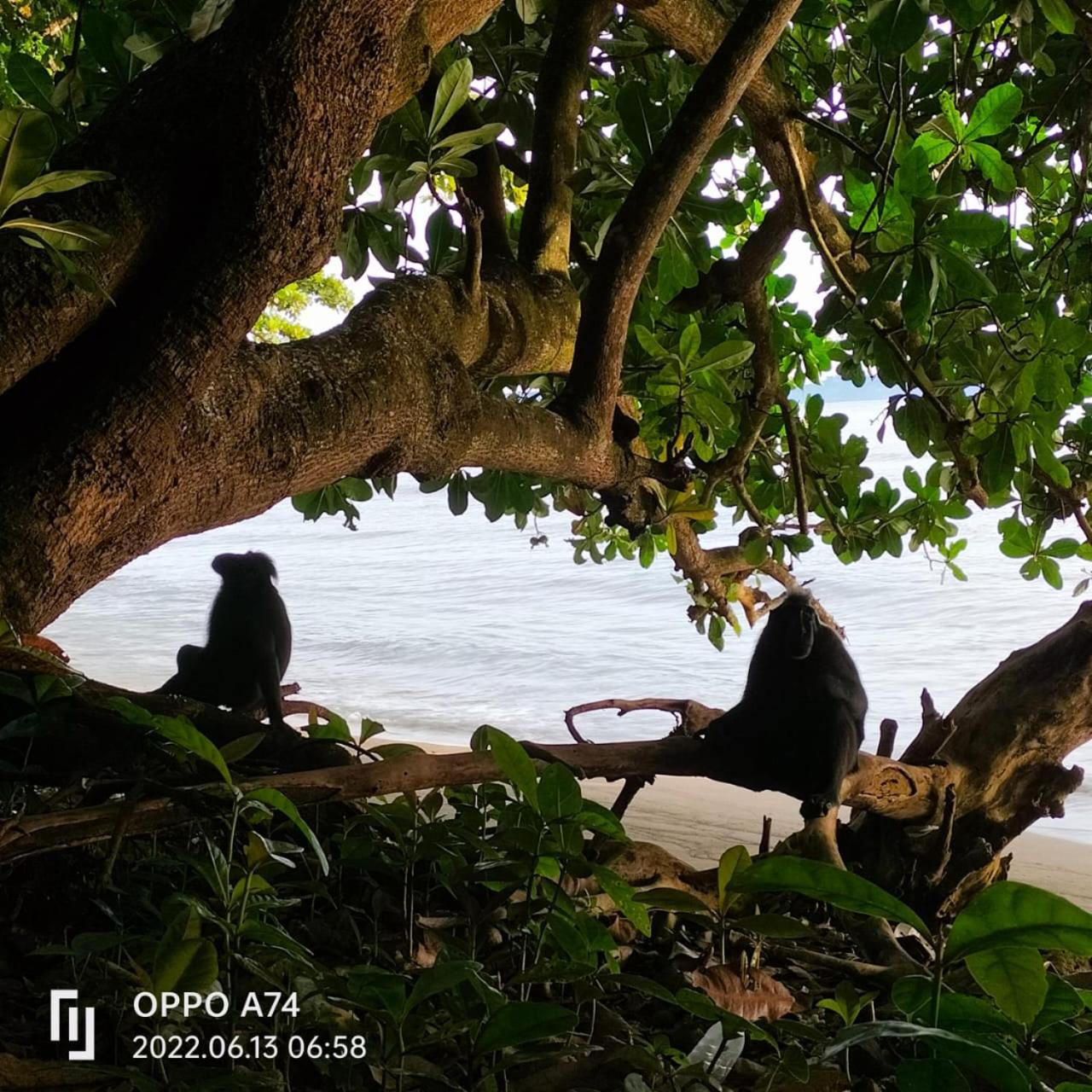 Tangkoko Sanctuary Villa