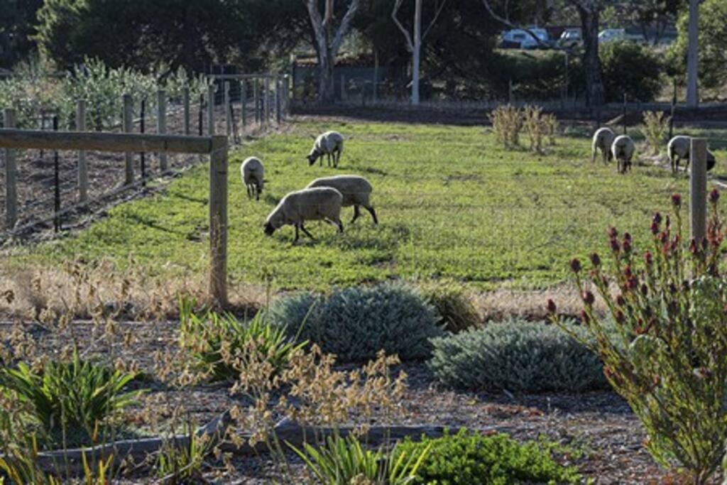 CASALE COTTAGE Barossa Valley