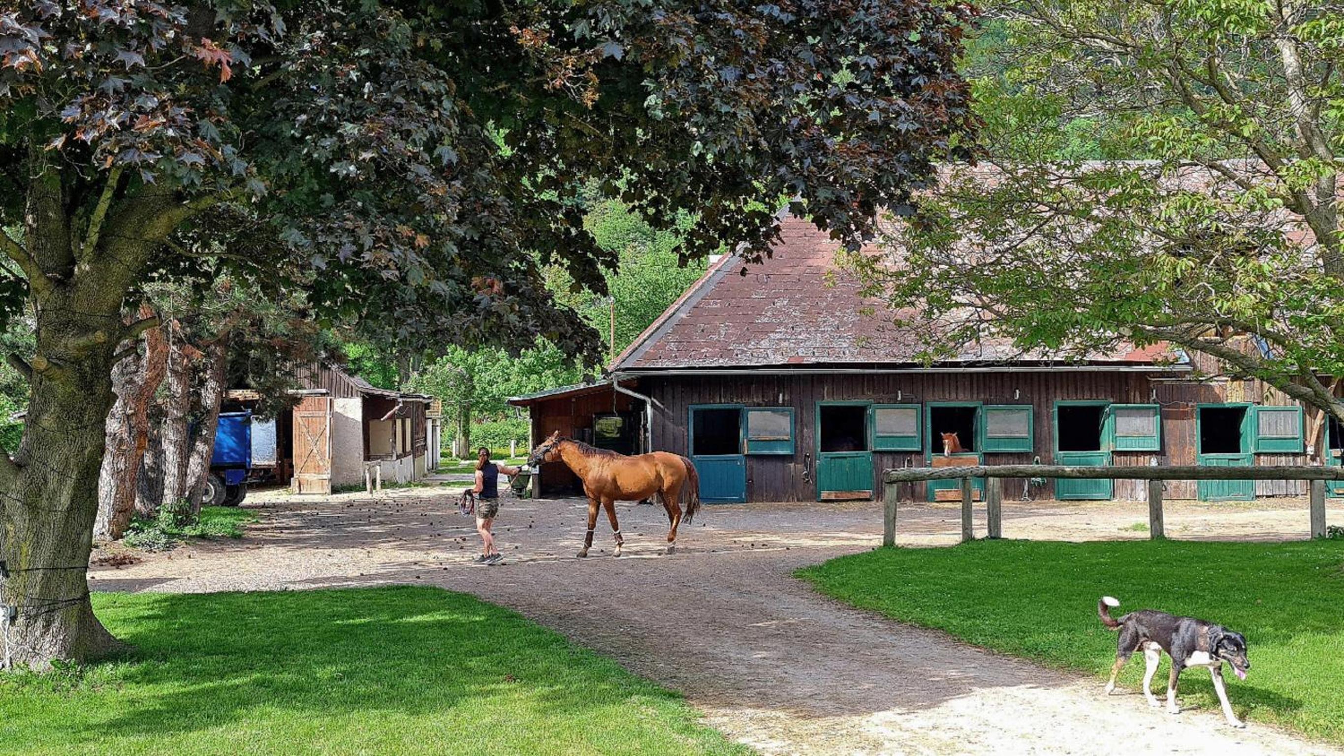 Mühle in der Pferdewelt Reichenau