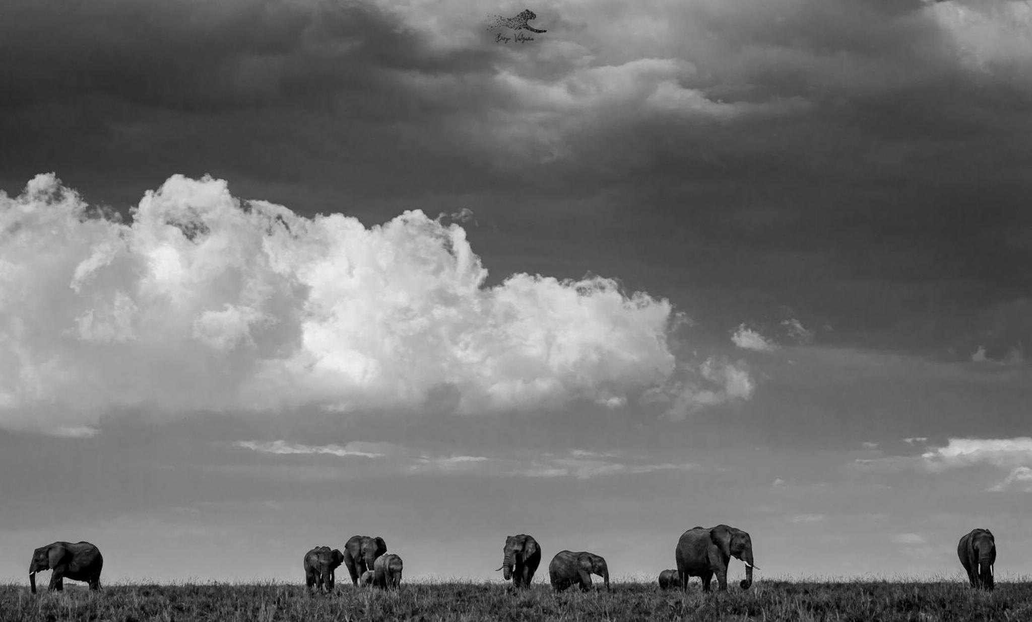 Masai Mara Vacations - Mara Olapa Camp - Property Image 1