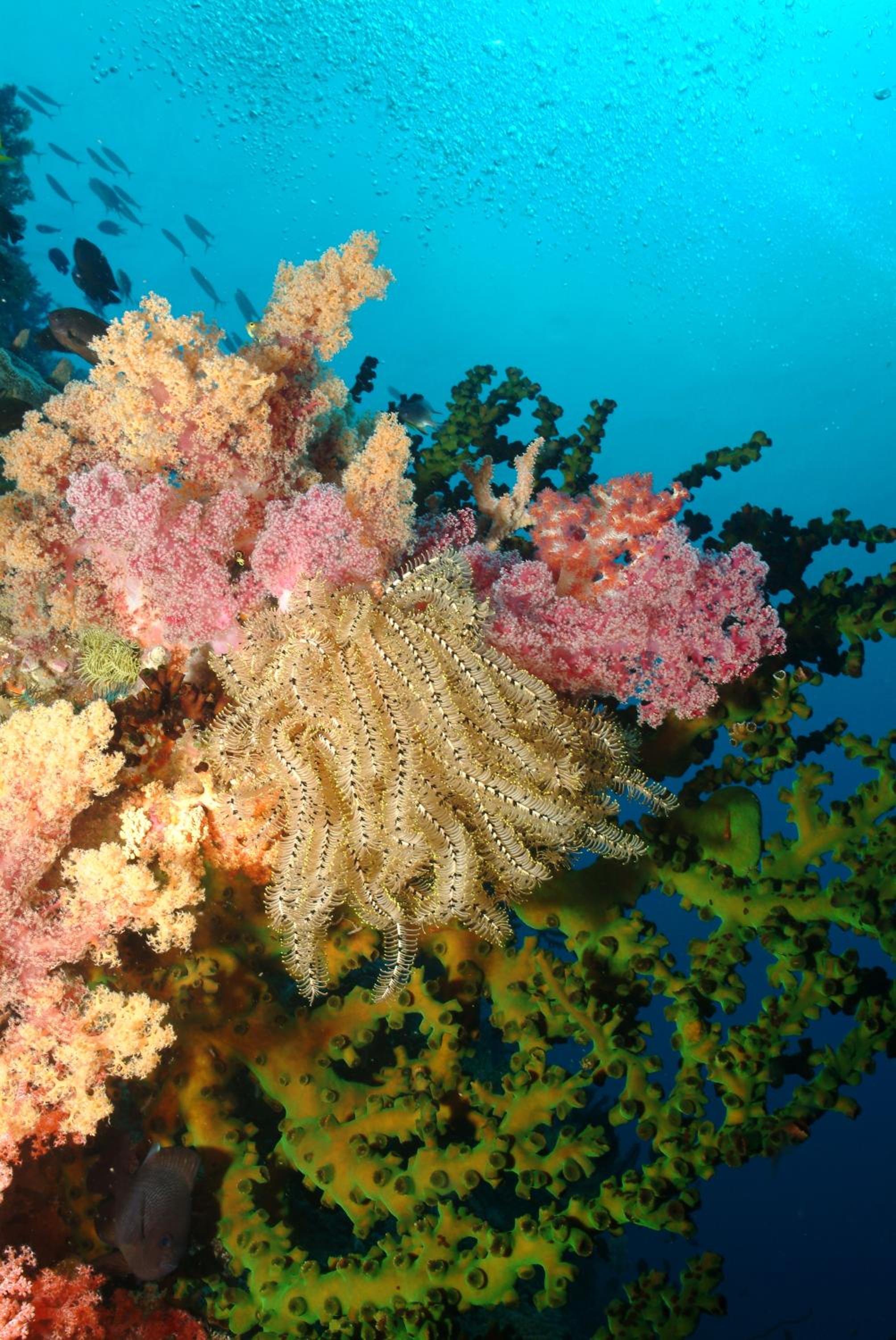 Blue Star Dive and Resort