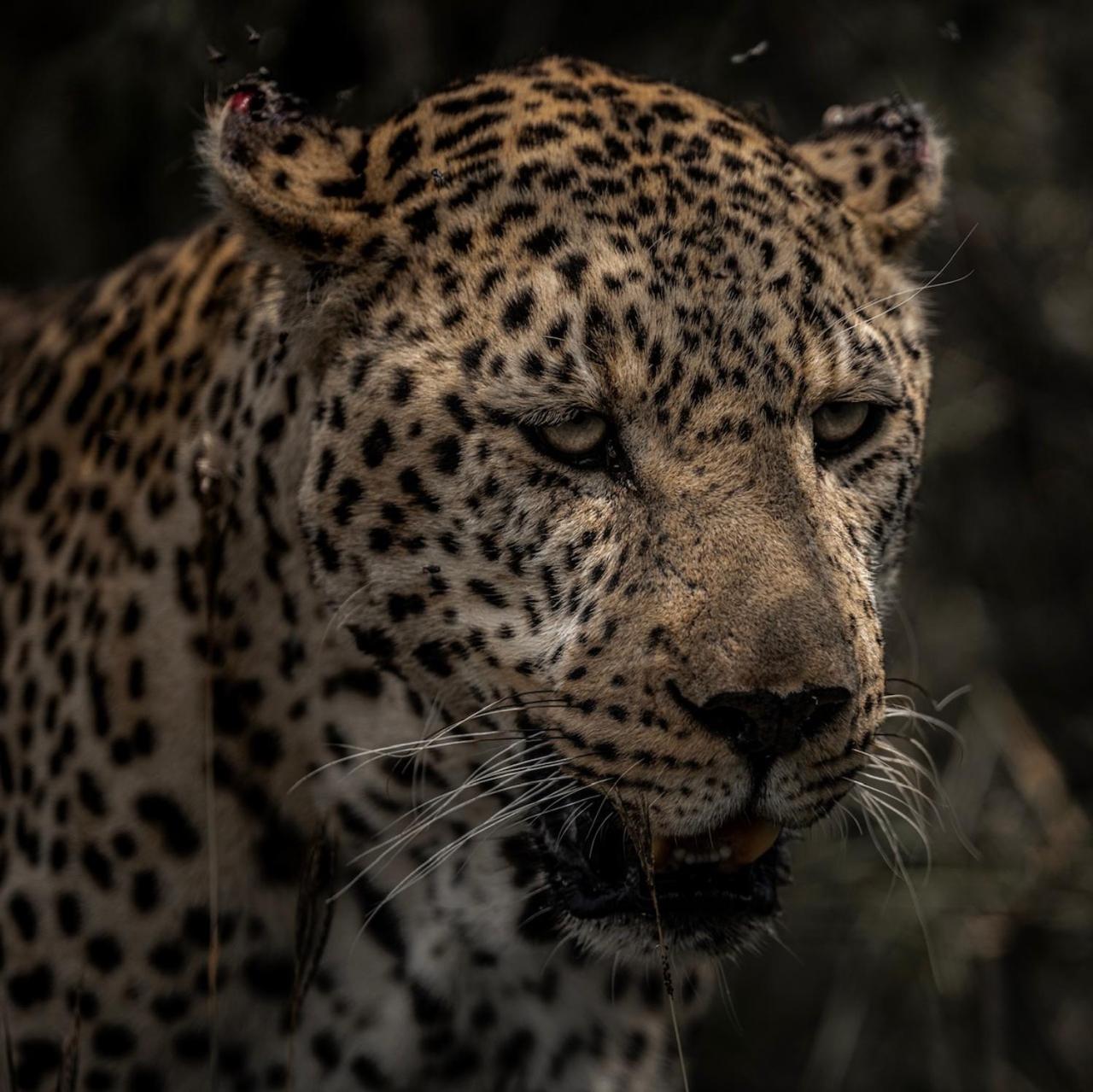 Masai Mara Vacations - Mara Olapa Camp - Property Image 11