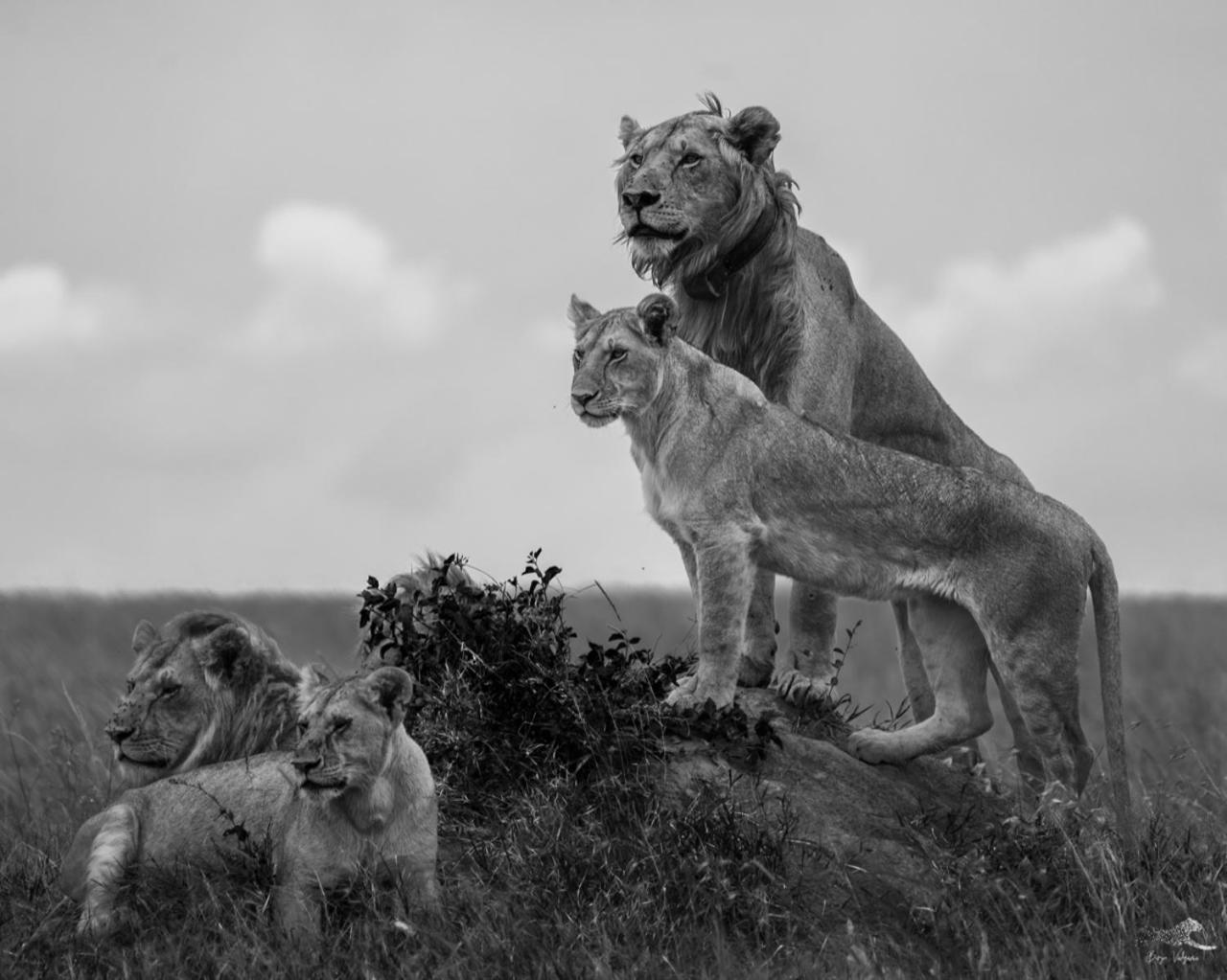 Masai Mara Vacations - Mara Olapa Camp - Property Image 10