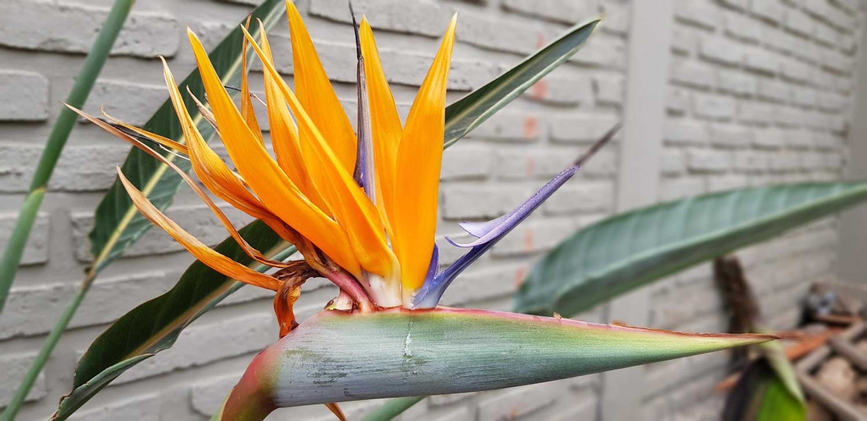 Hermosa y cómoda Casa - El Limonero