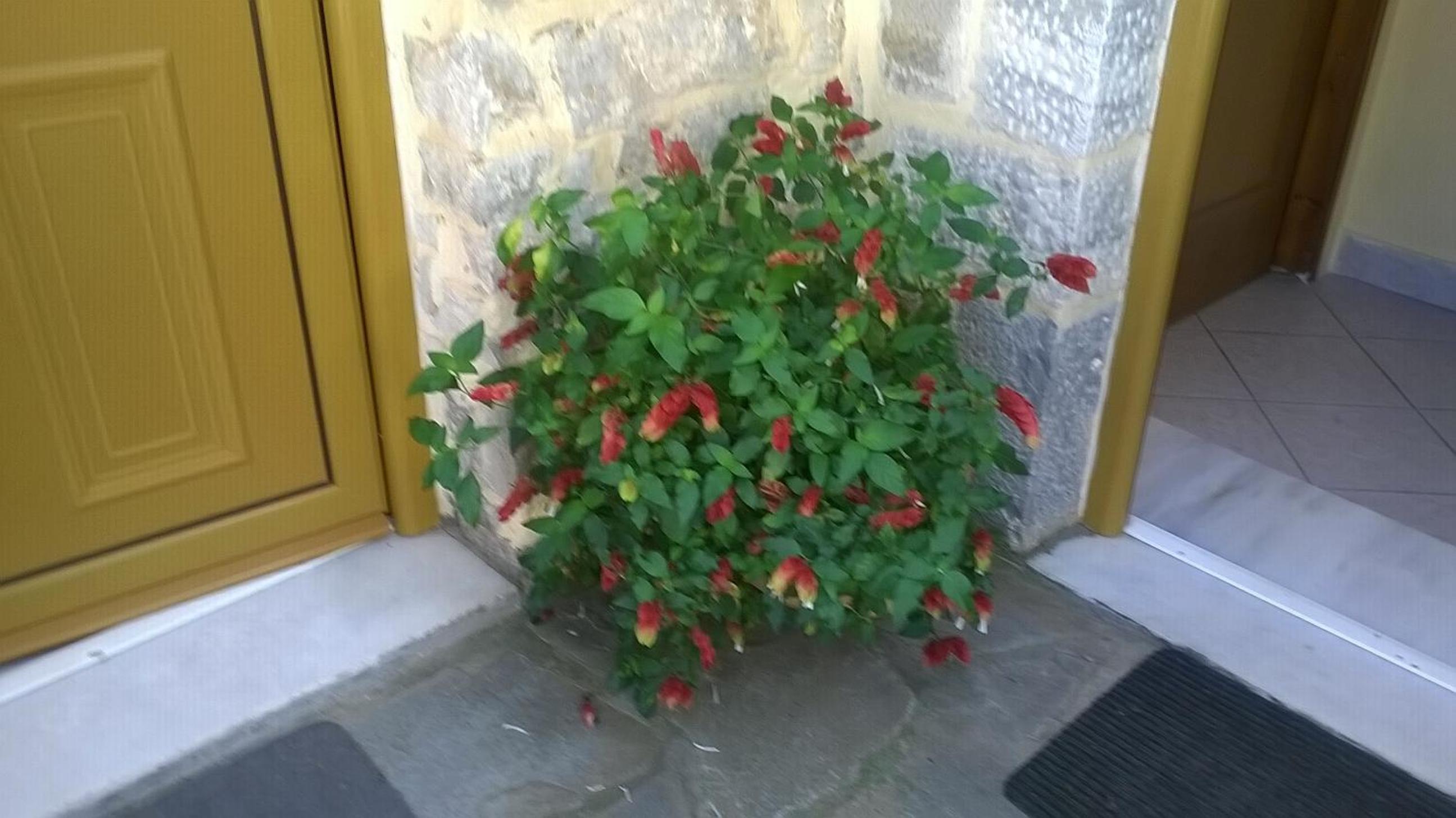 Lamprou