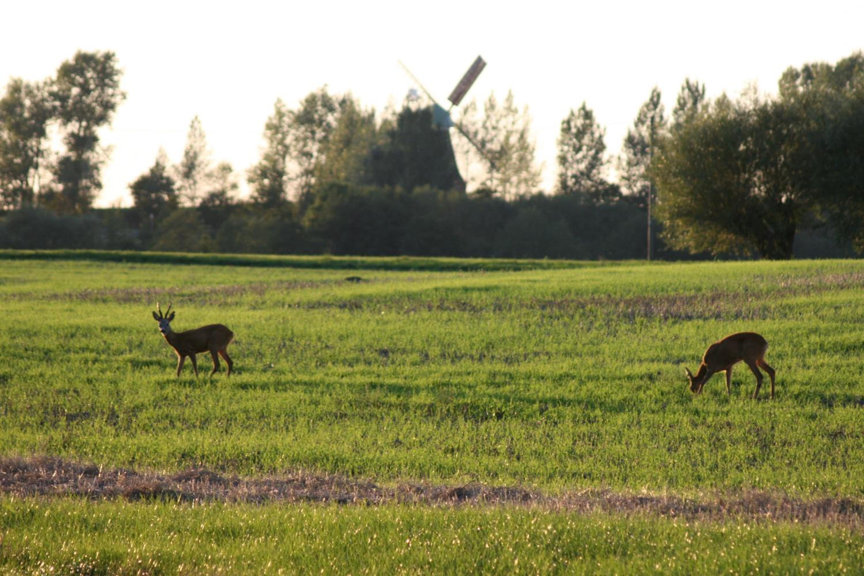 Photo 43