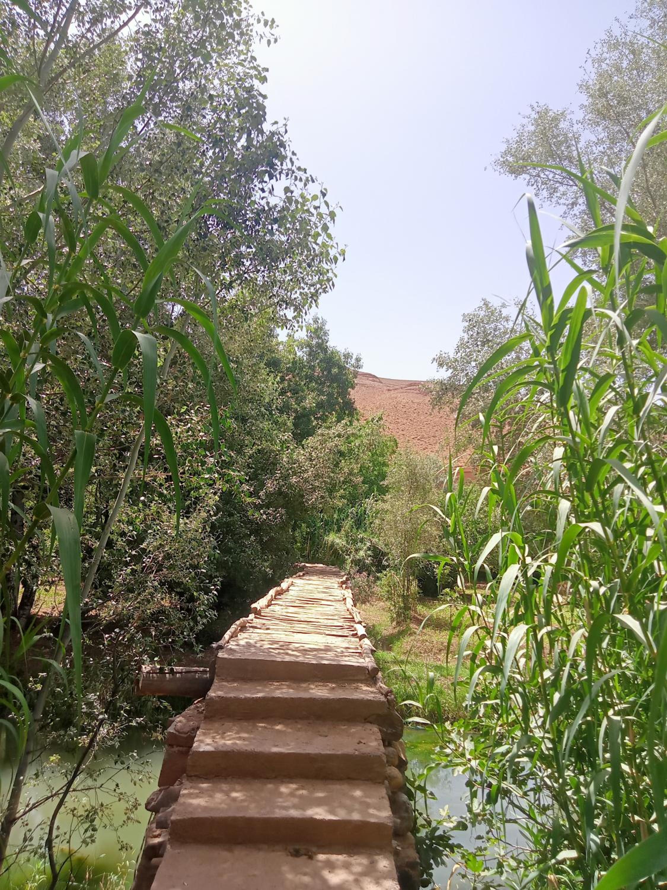 Photo 51