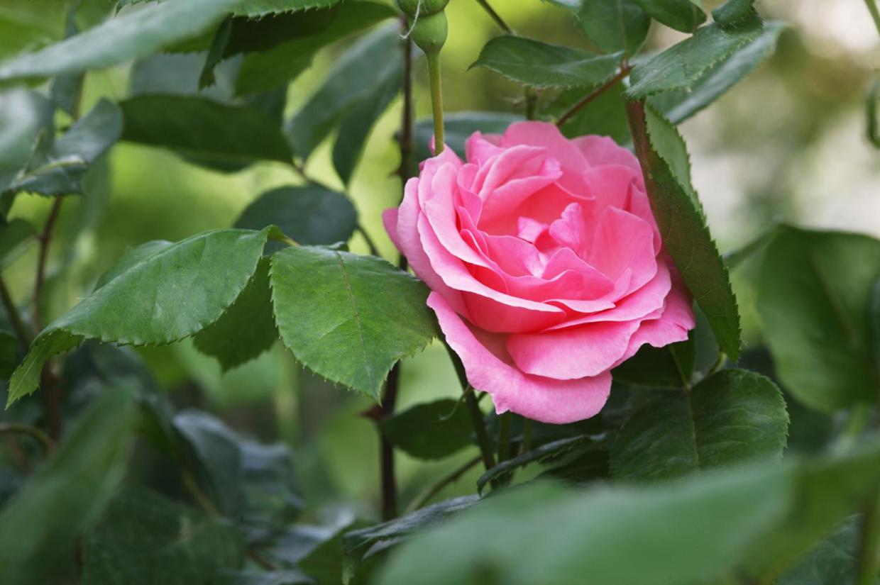 Casina Centeno photo 4