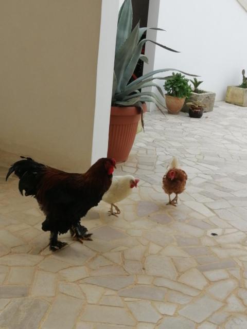 Casa Serradei, photo 22