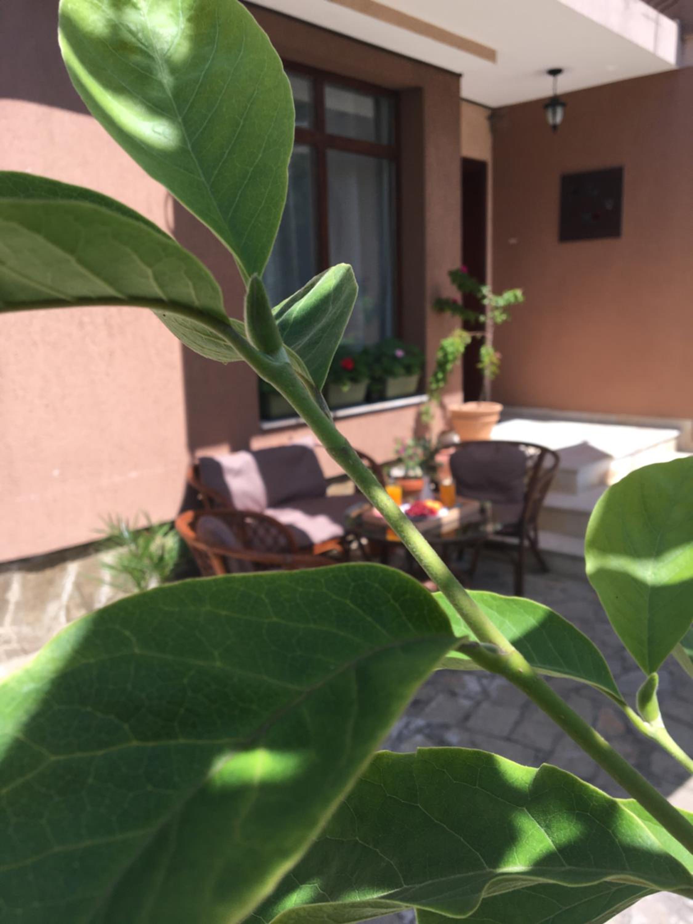 Dimitrovi Guesthouse - Peaceful Stay near Beach with Garden, Sarafovo
