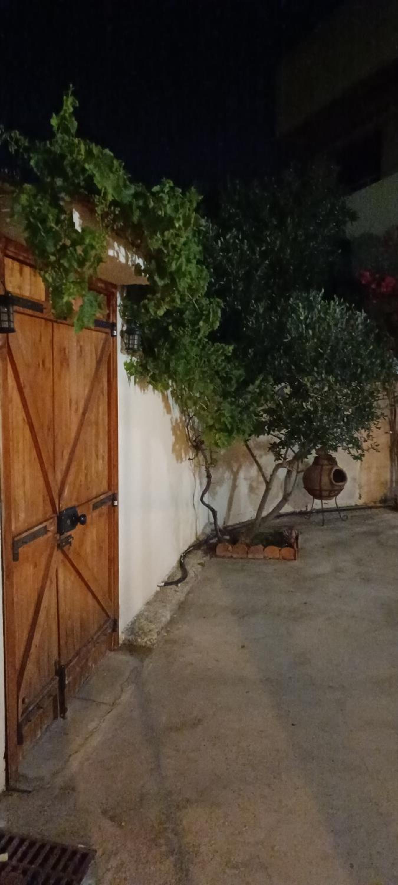 Lemon Tree Courtyard
