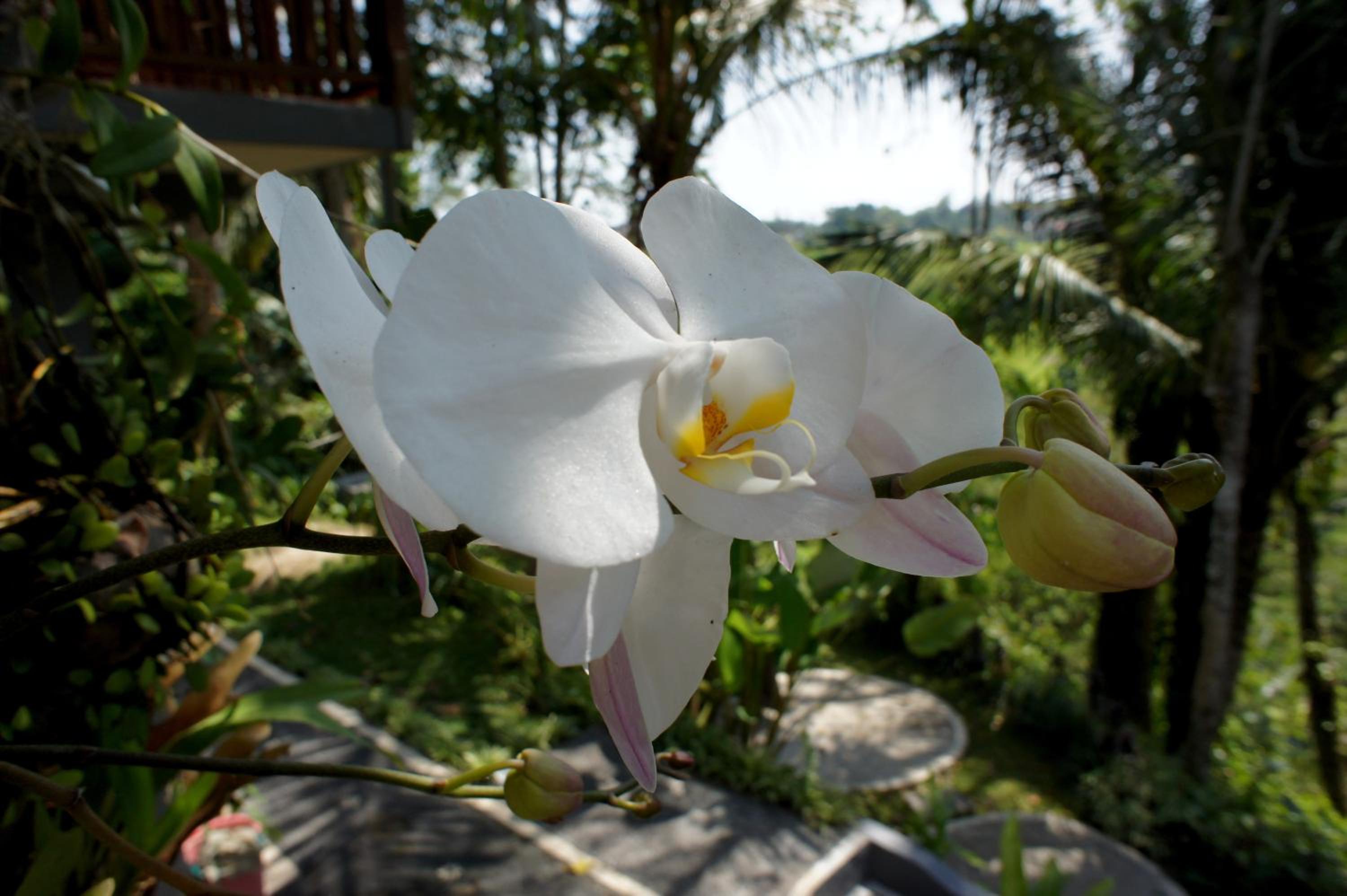 Photo 45