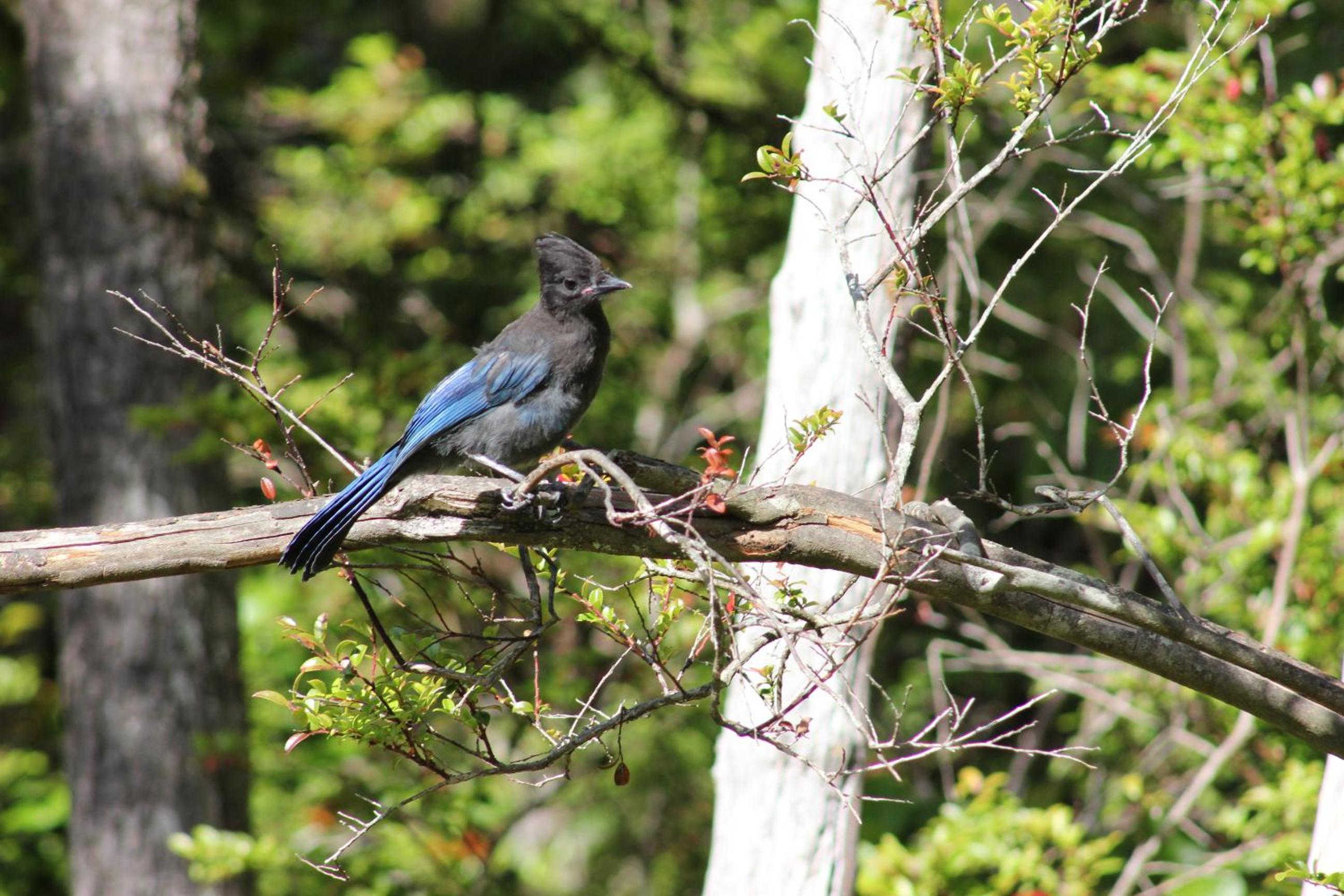 Tofino Vacations - Cobble Wood and Bird Sanctuary Guest Houses - Property Image 94