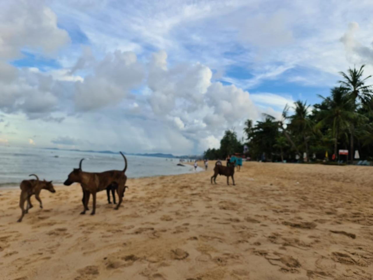 Kim Lien Phu Quoc Guesthouse