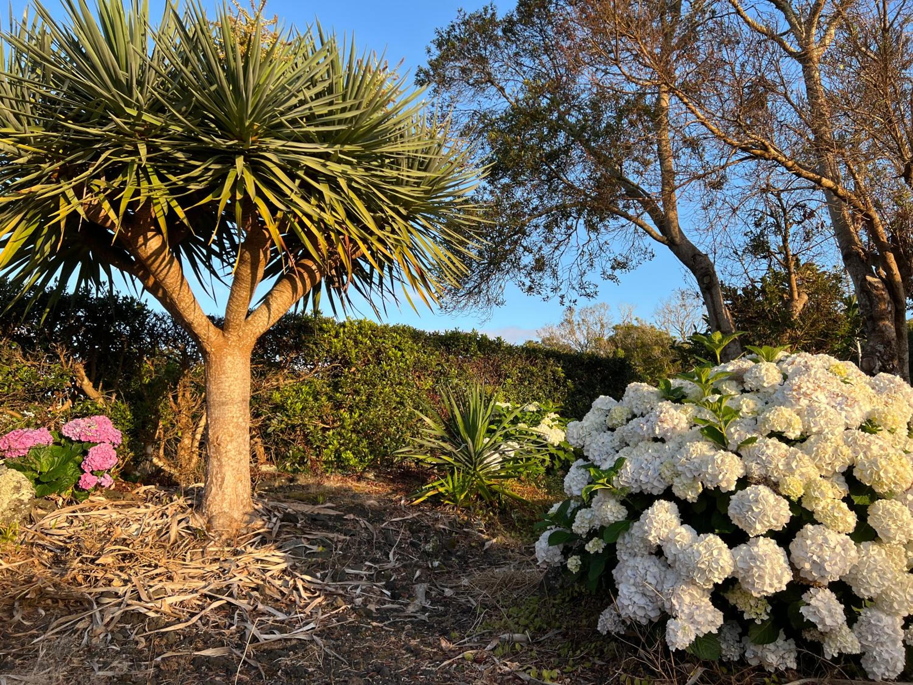 Rosa do Canto view 5