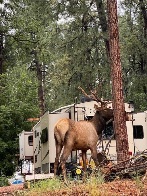 Payson Vacations - Unique forest adventure 10 Glamper - Property Image 2