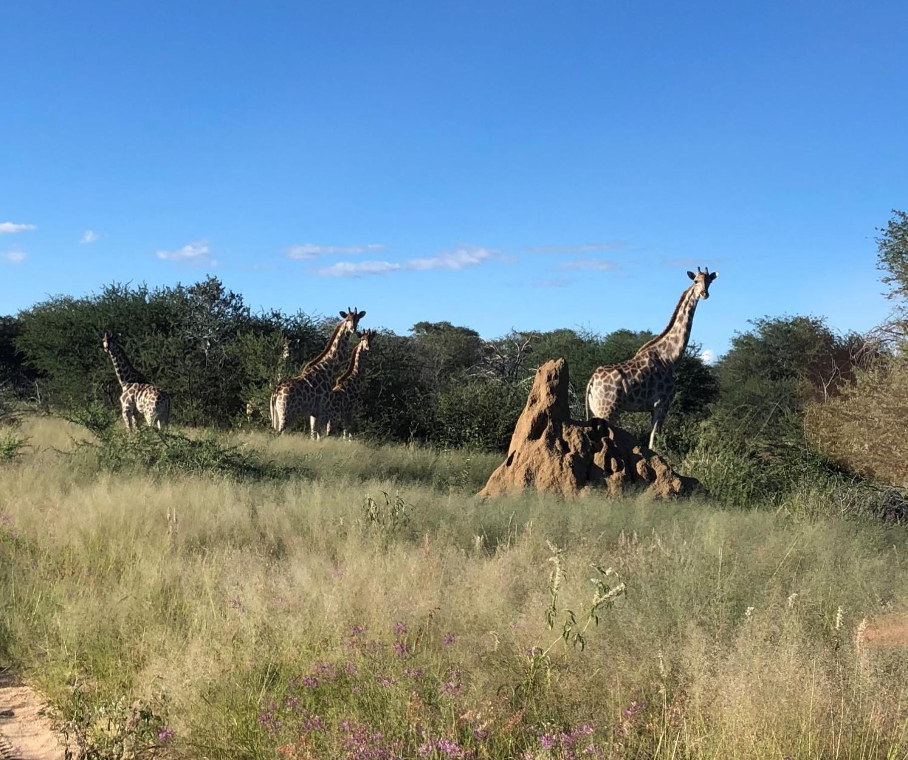 Roidina Safari Lodge