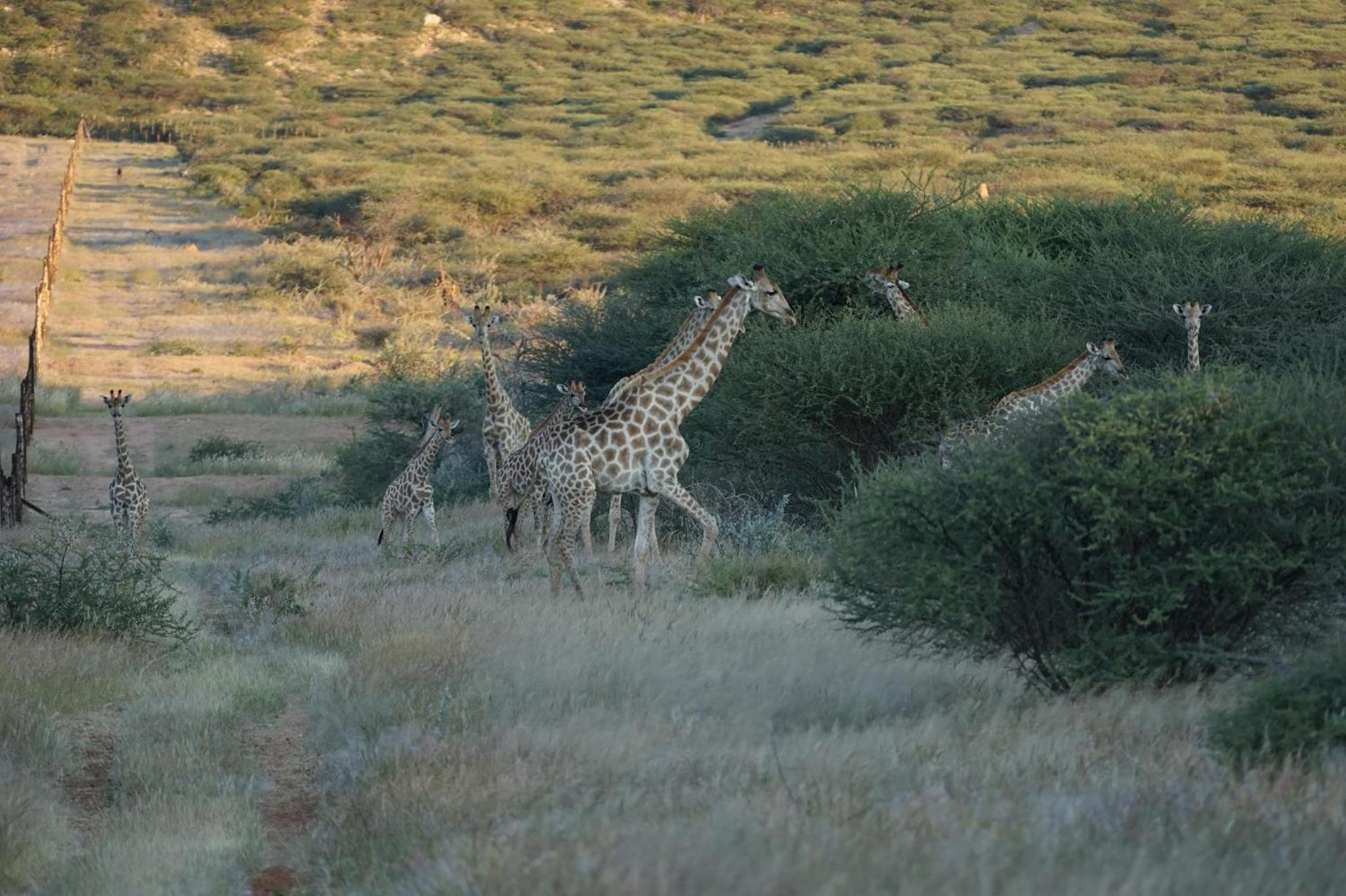 Roidina Safari Lodge