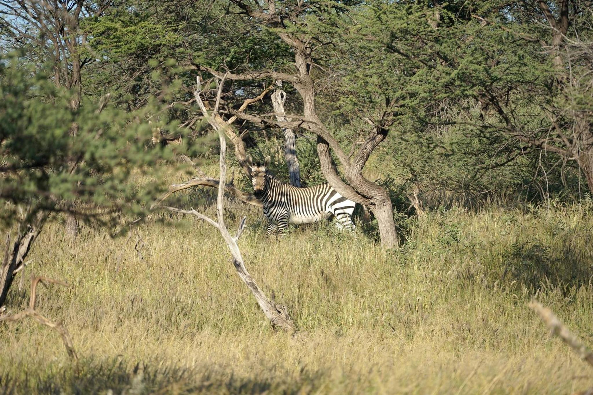 Roidina Safari Lodge