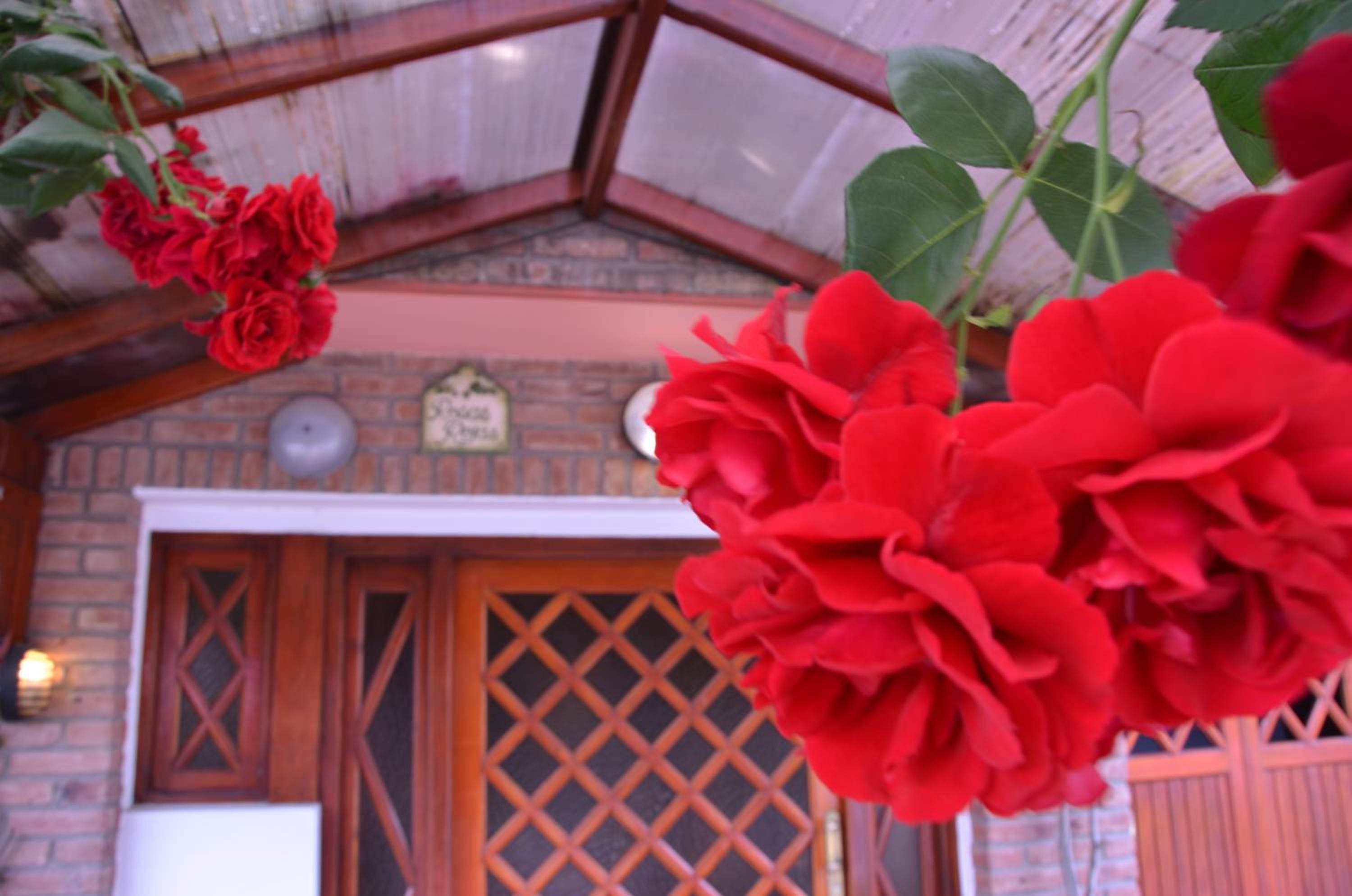 Departamentos Familiares Rosas Rojas