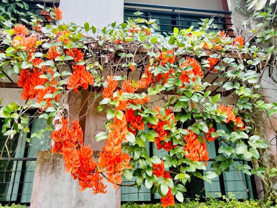 Wassana Sitdharma Guesthouse