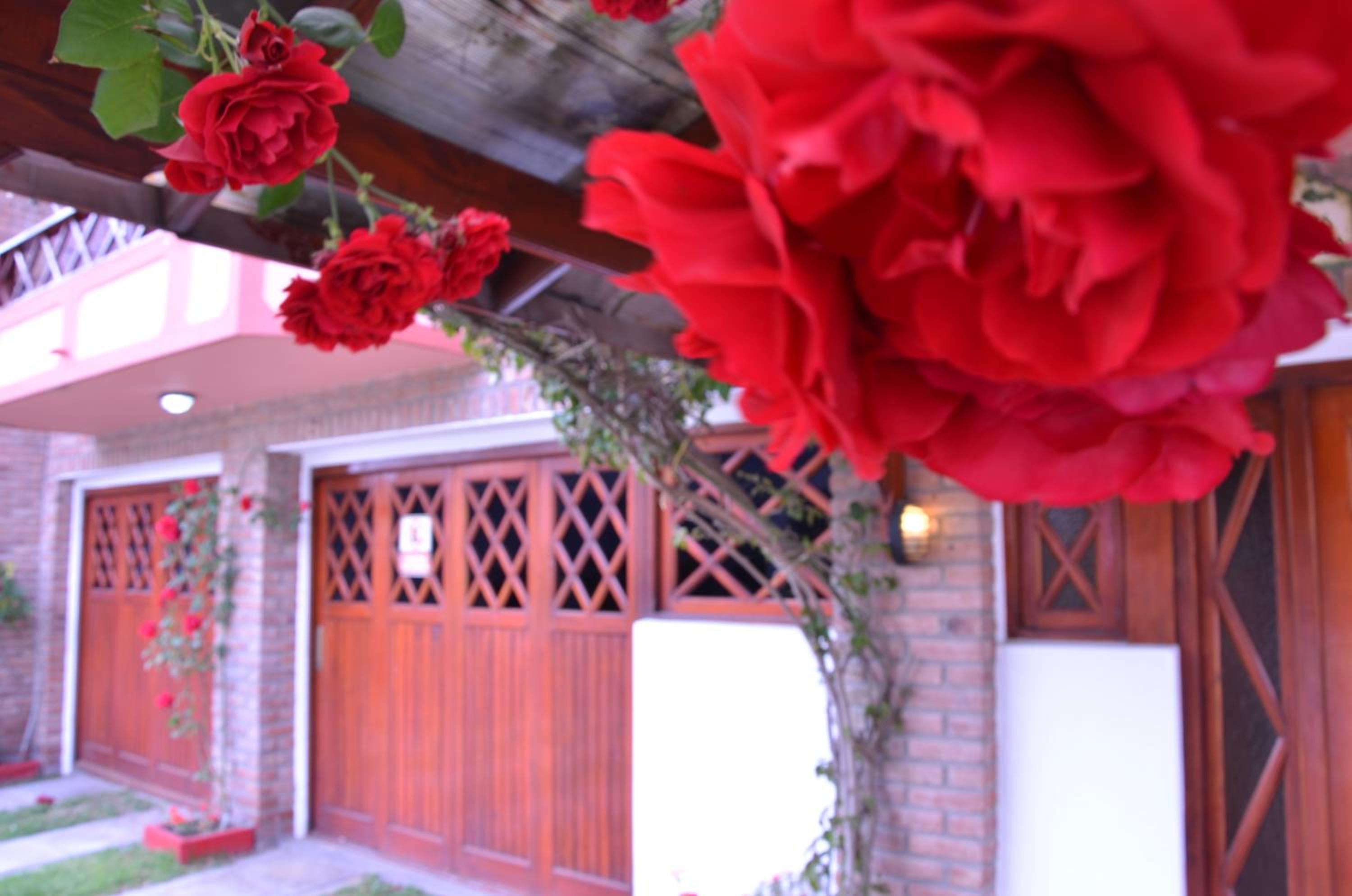 Departamentos Familiares Rosas Rojas