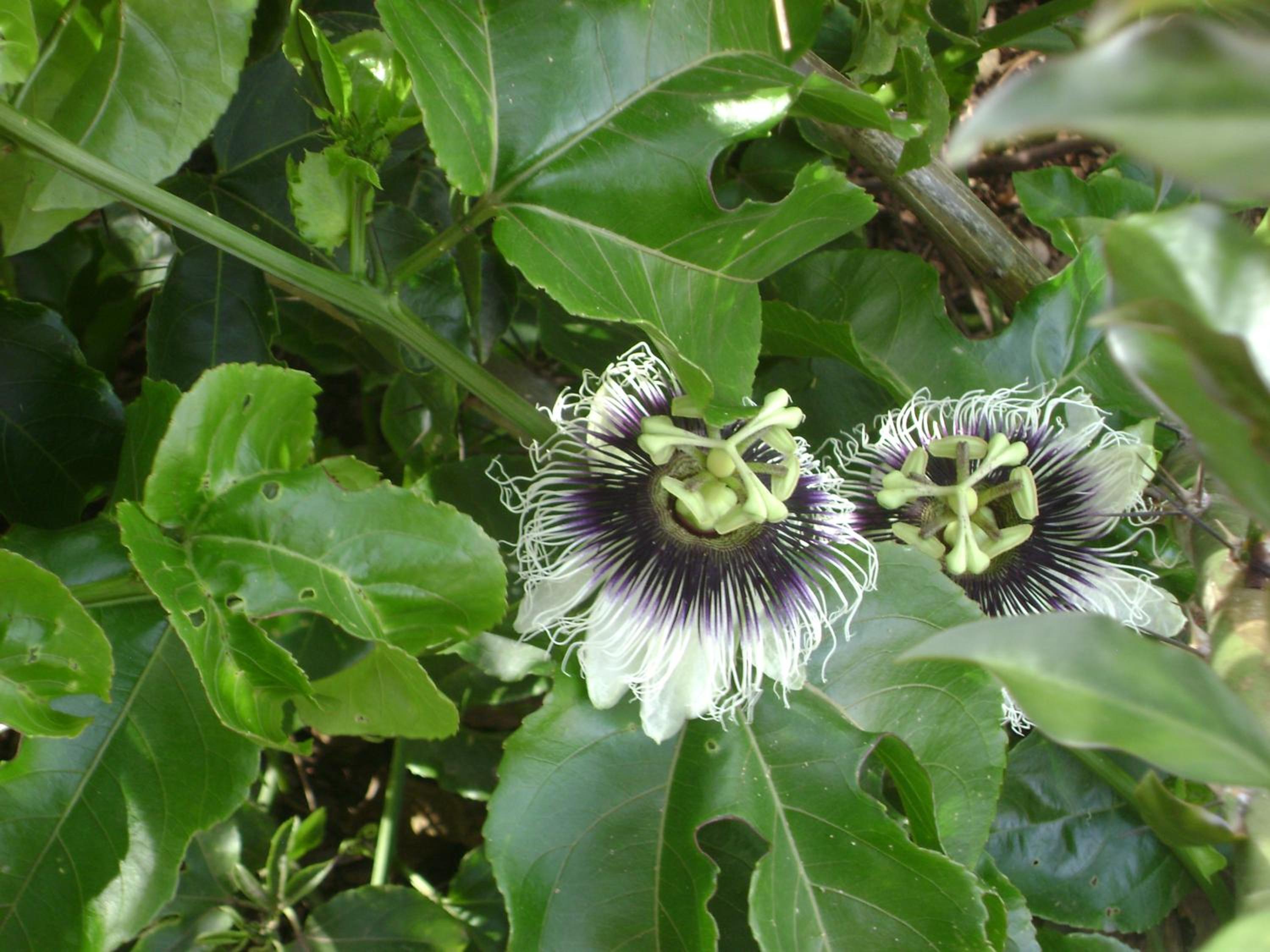 Pousada dos Tucanos
