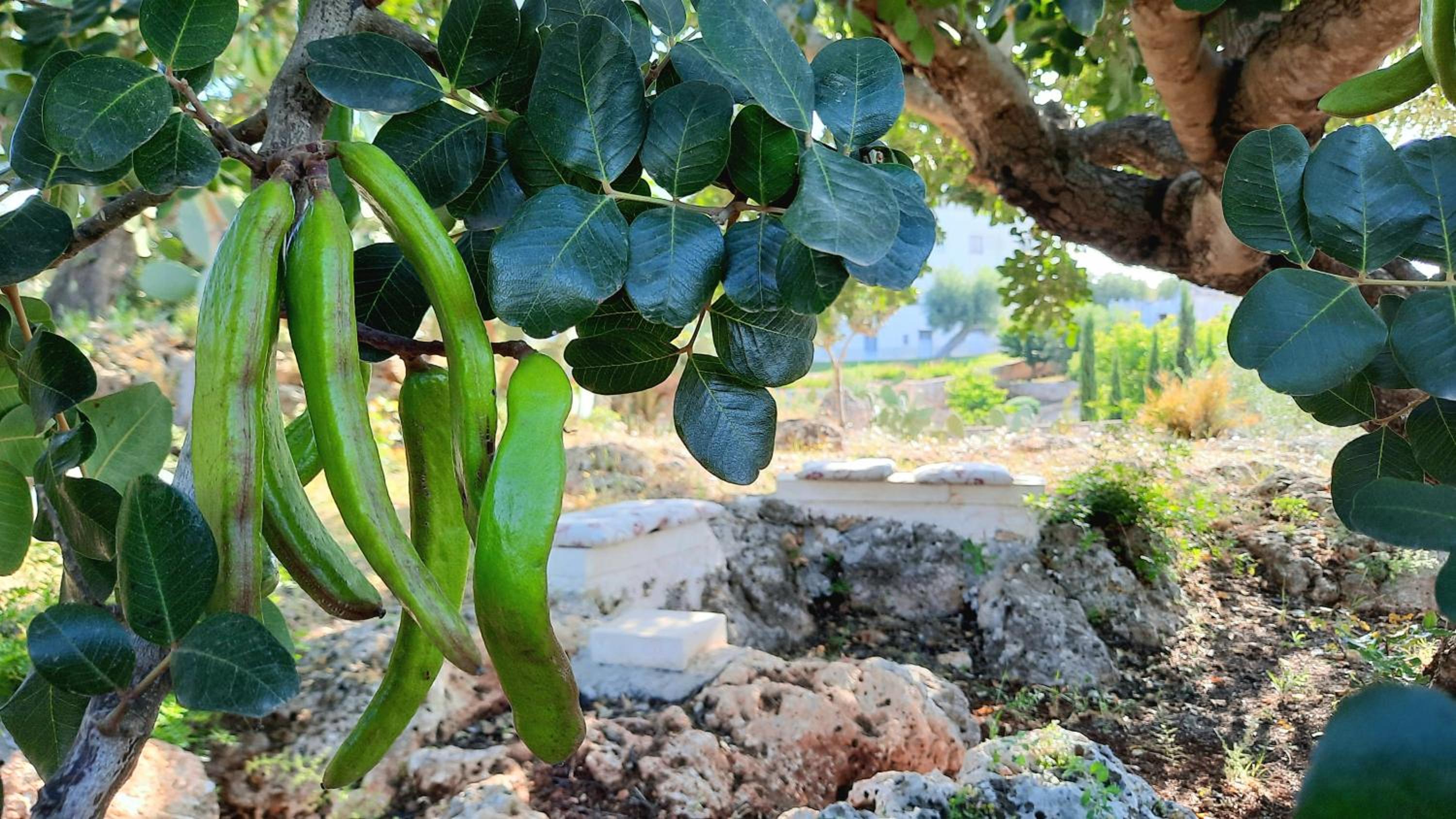 I Due Carrubi en Ostuni — other
