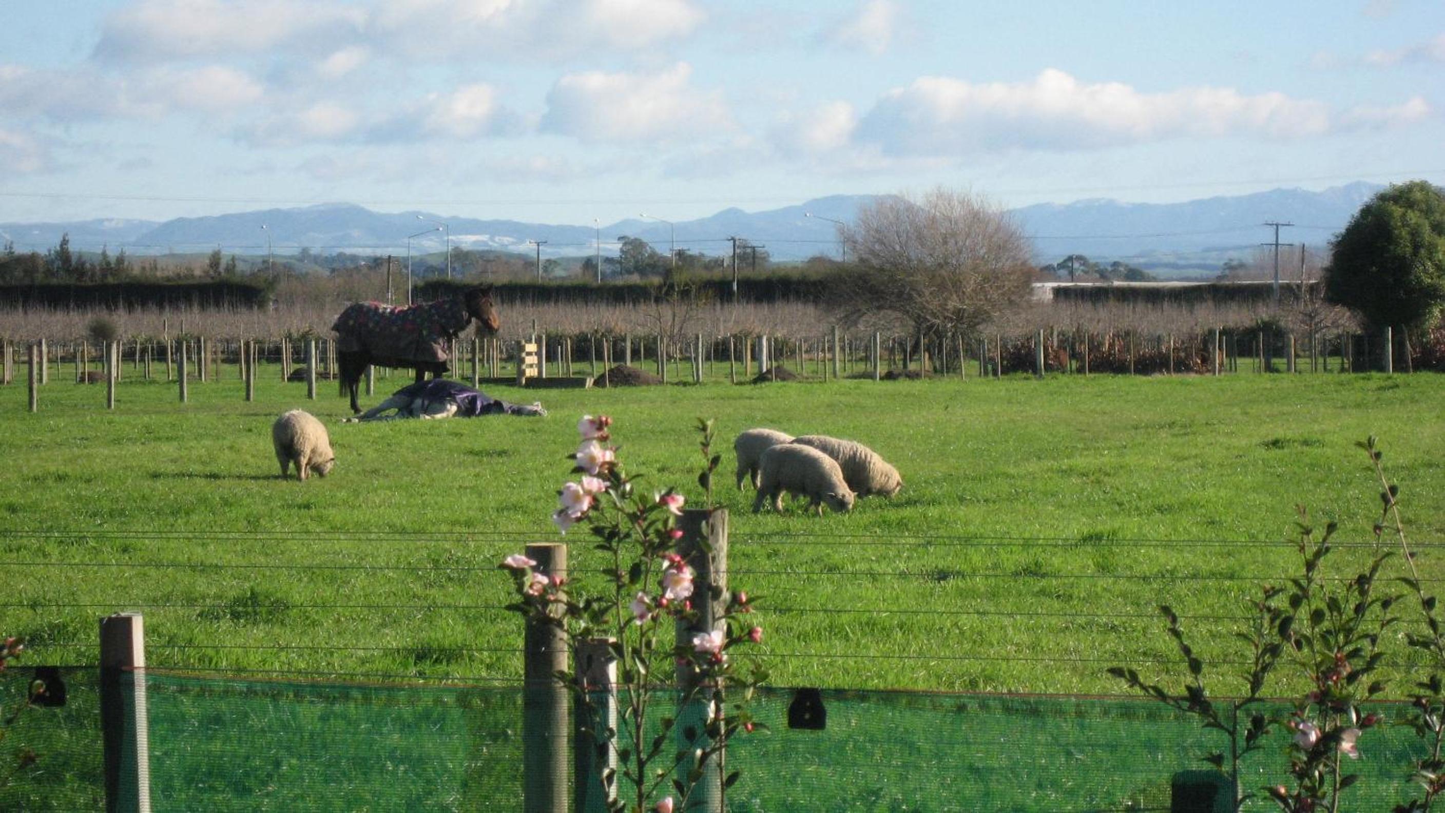Bluebell Lodge and Cottage