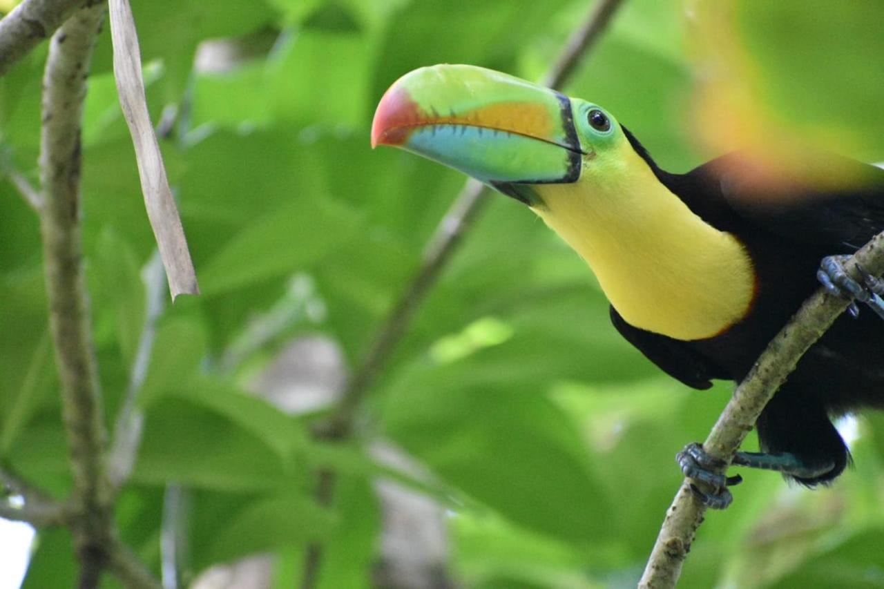 Hospedaje Casa THIREMA Tortuguero